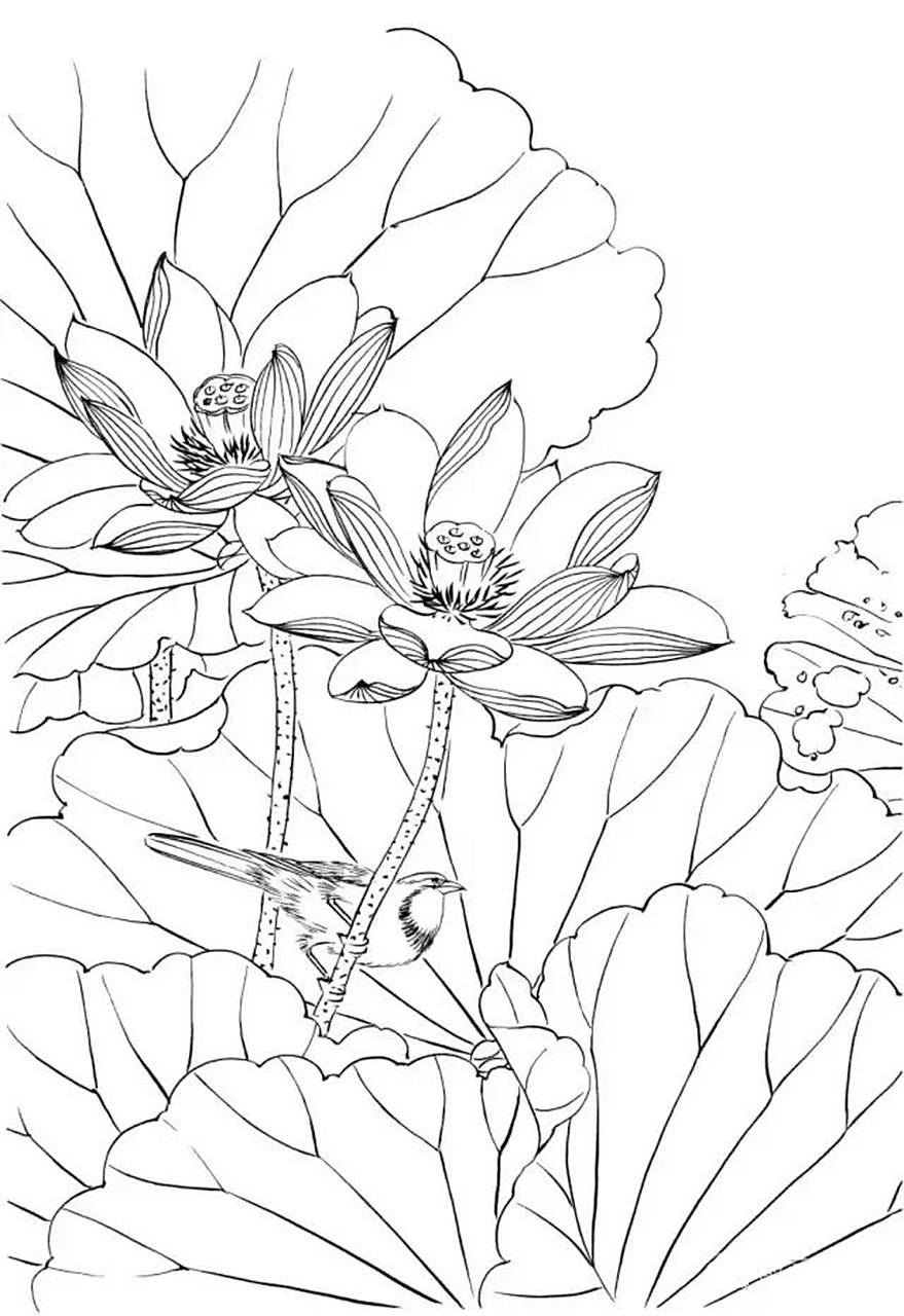 【素材 | 一组工笔白描荷花33图 值得收藏临摹】(4.