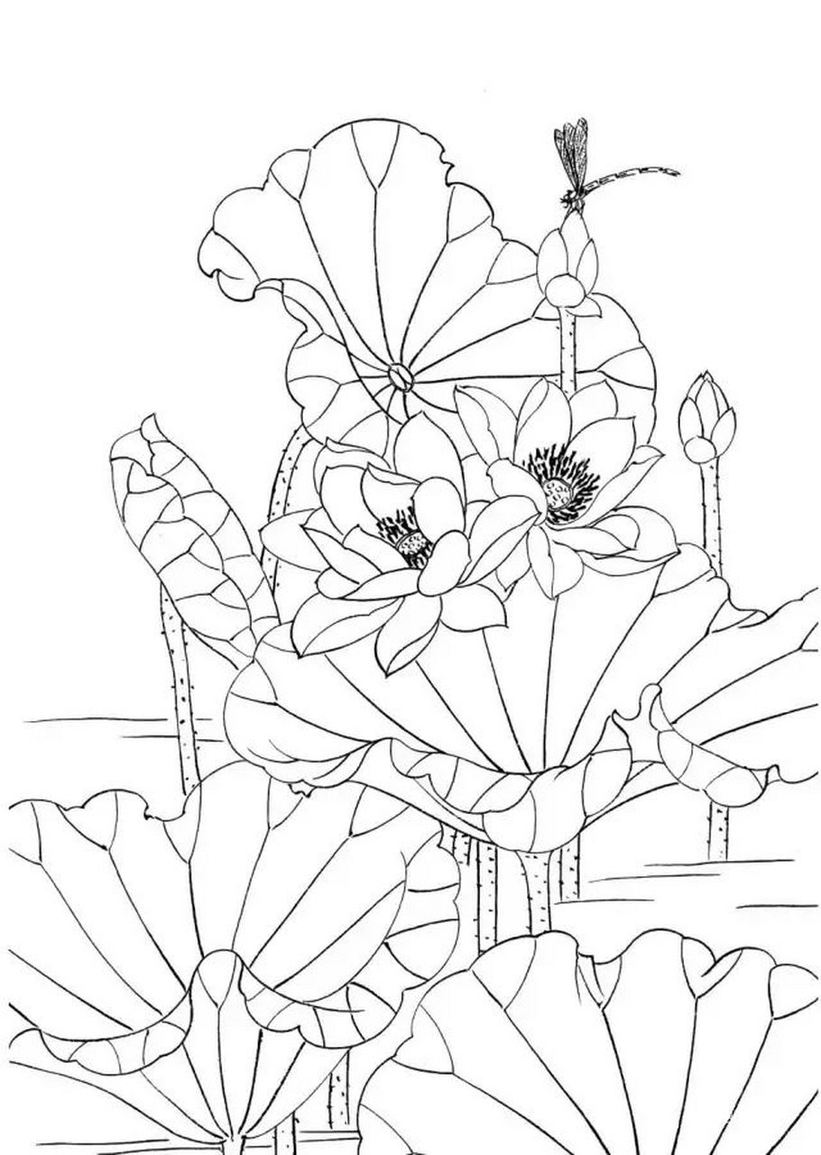 【素材 | 一组工笔白描荷花33图 值得收藏临摹】(4.