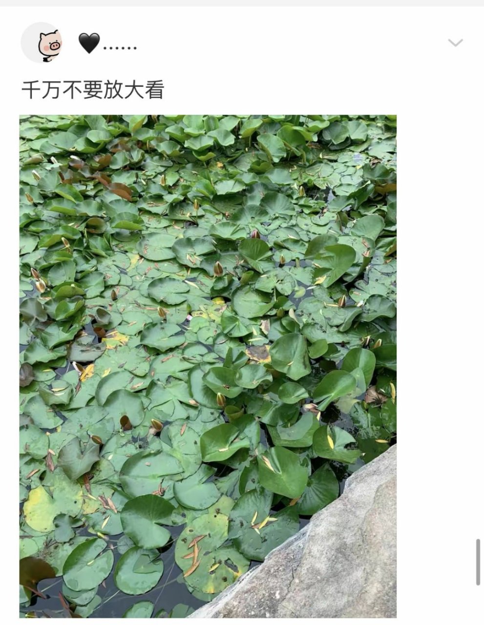 不要放大看的图片图片