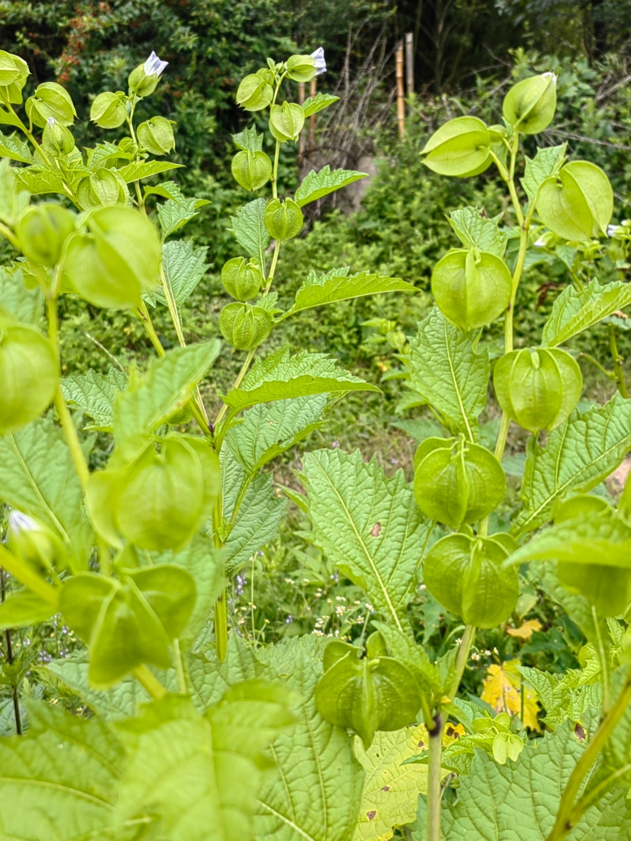 姑娘果 植株图片