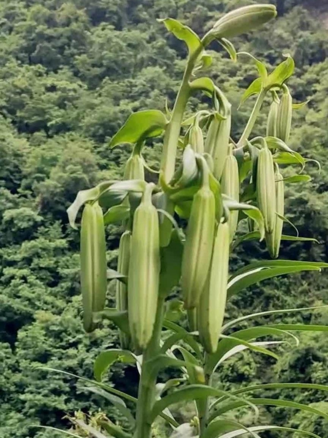 他们说这个是野百合,还会结果,果子可以吃,我倒是没有吃过果子,也没有