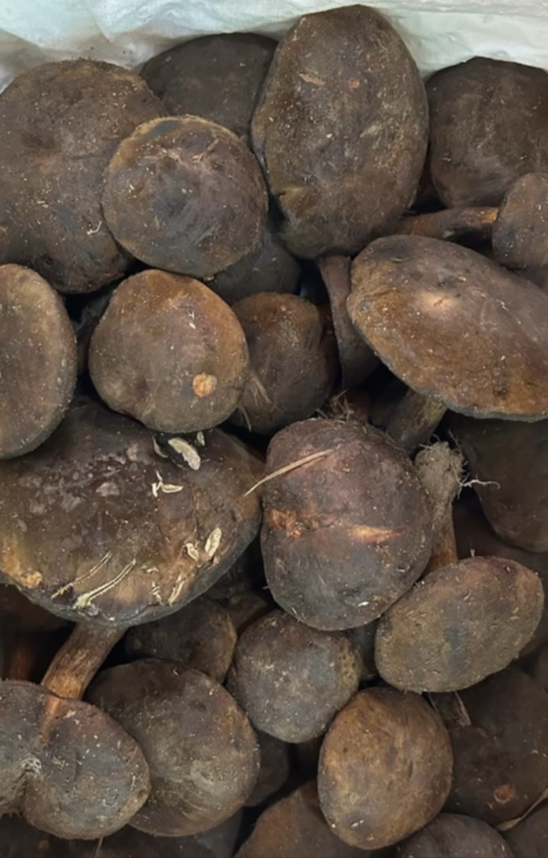 你别看它有点黑不起眼,吃起来一点也不比其他菌子差,云南当地人叫的小