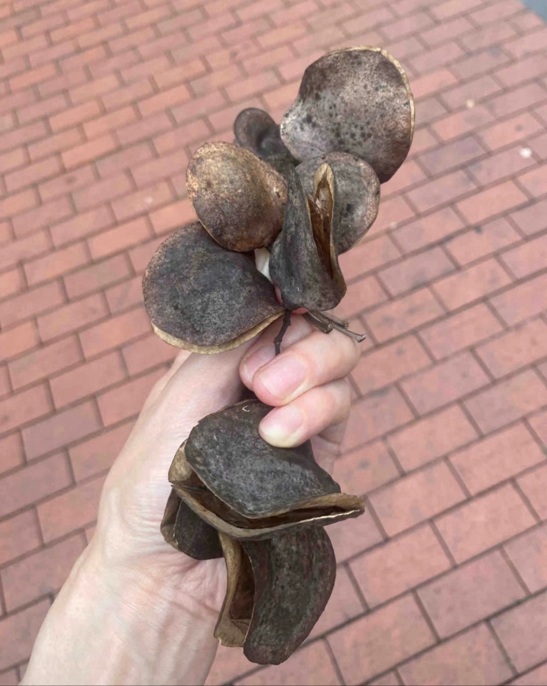 到你的视角了,这果子这叶子有点熟悉吧,没错炫酷酷的蓝花楹已经开过了