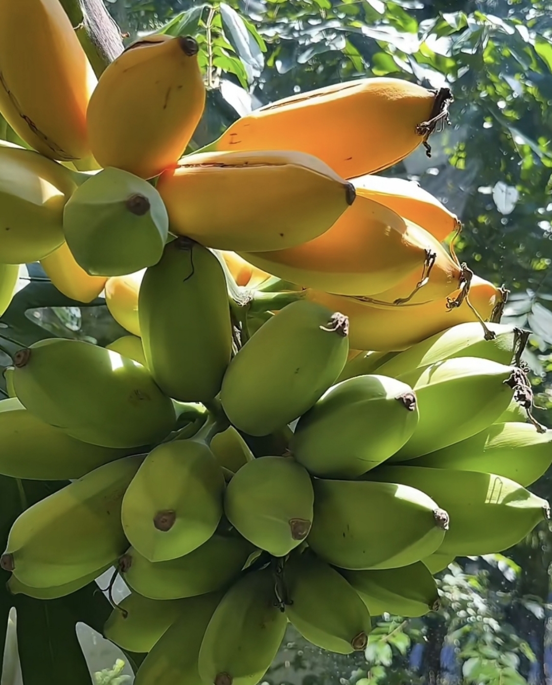 比起街上卖的香蕉来,就想问问你们像这样在树上就熟透了的香蕉,不仅