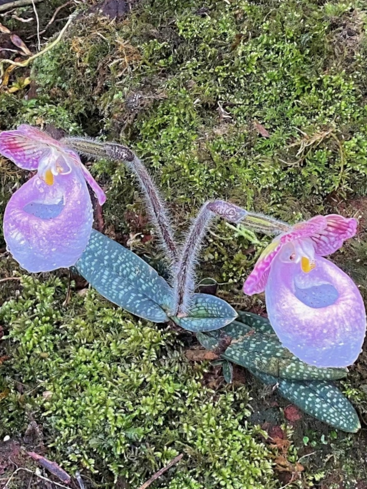 今天终于见到了什么叫花开两朵,各表一枝了,这叫不出来名字小花太有