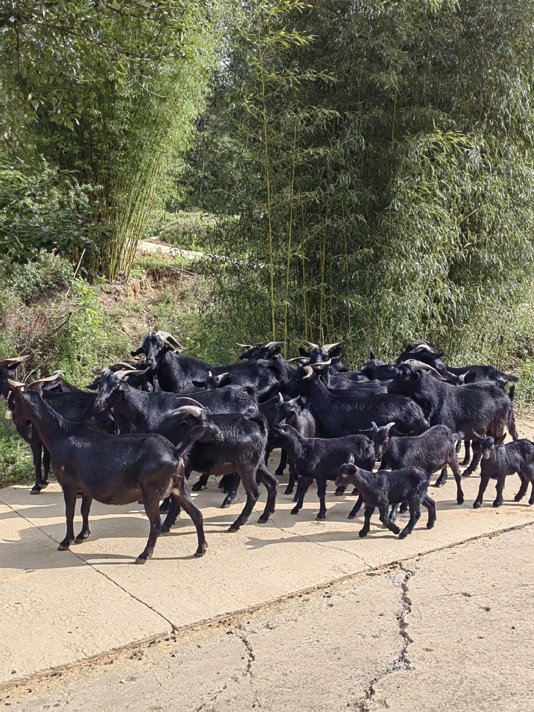 这群黑山羊的主人说,最肥的羊已经是100斤以上了,肥悼纯凑庑┥羊,毛