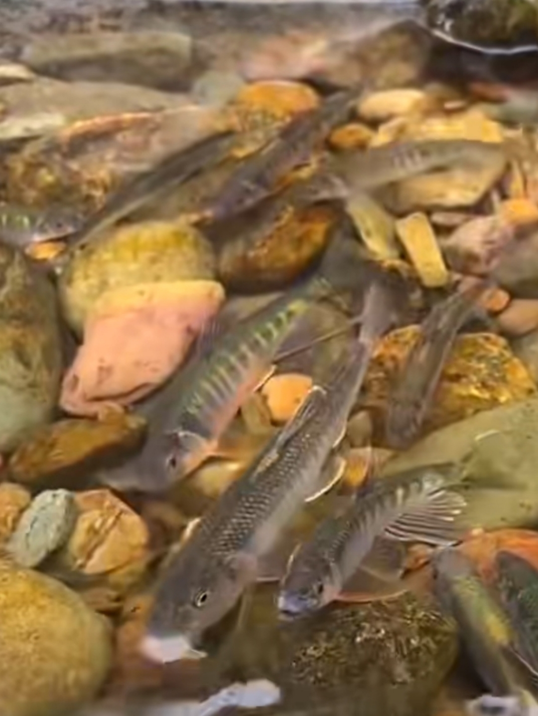 山间小溪水里有一群鱼游来游去,这清澈见底溪水让人顿时觉得好干净