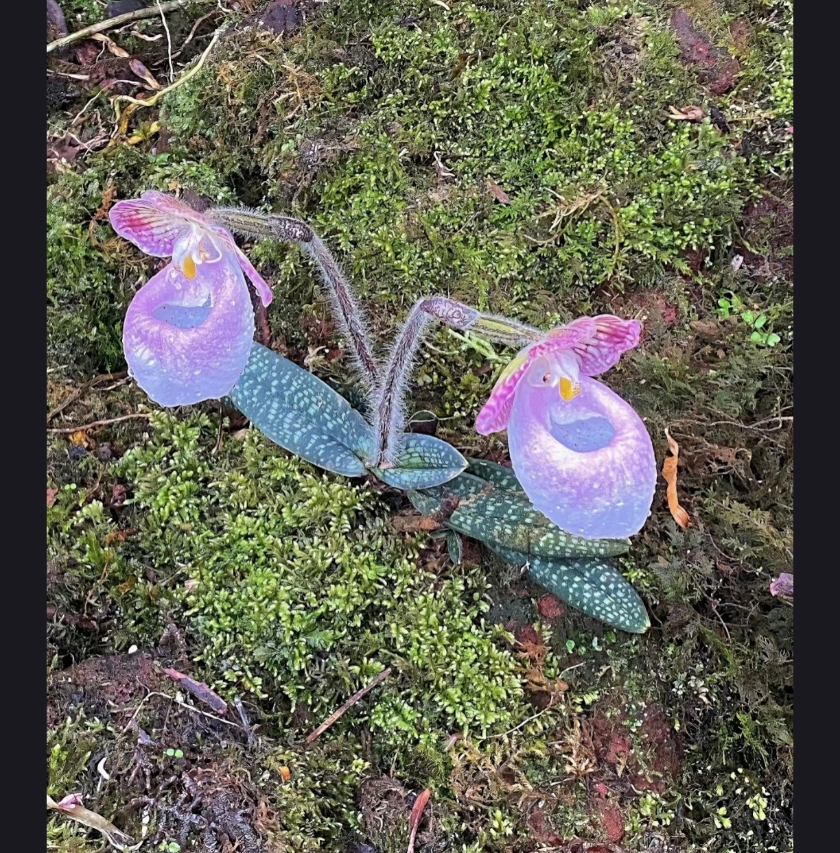 今天终于见到了什么叫花开两朵,各表一枝了,这叫不出来名字小花太有