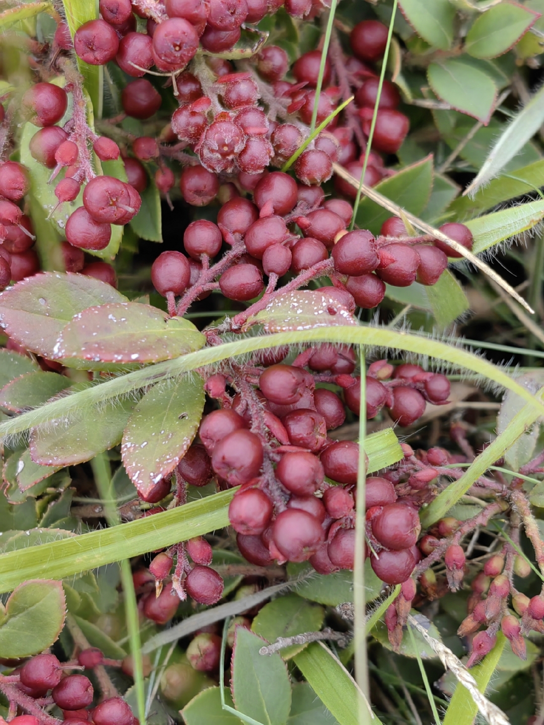 同行的人说这种果子等到成熟的时候比蓝莓好吃一千倍,可惜我们来早了