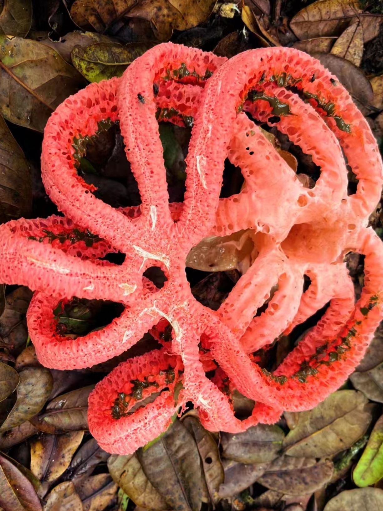 红笼头菌又称为魔鬼的蛋,巫女的心,以前在书上见到过,今天终于见到了