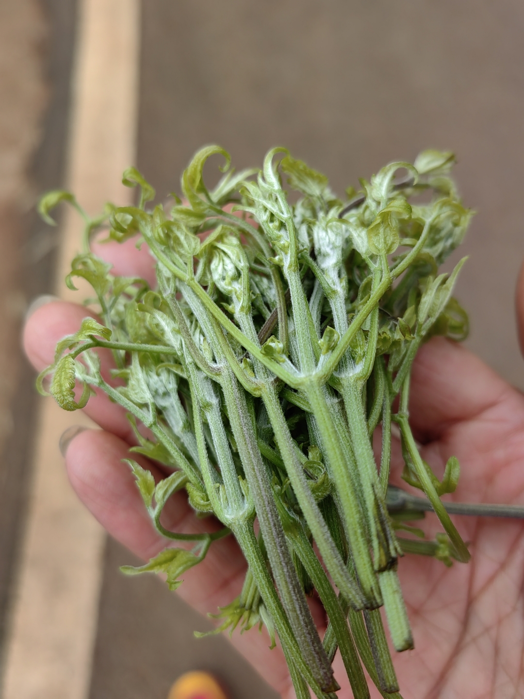 拿来炒了吃有点苦涩味,你知道这是什么野菜吗?