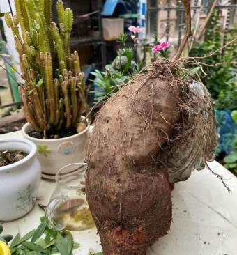 以为是自已看错了呢,居然从家里的一个大花盆里翻出来的两个大山药