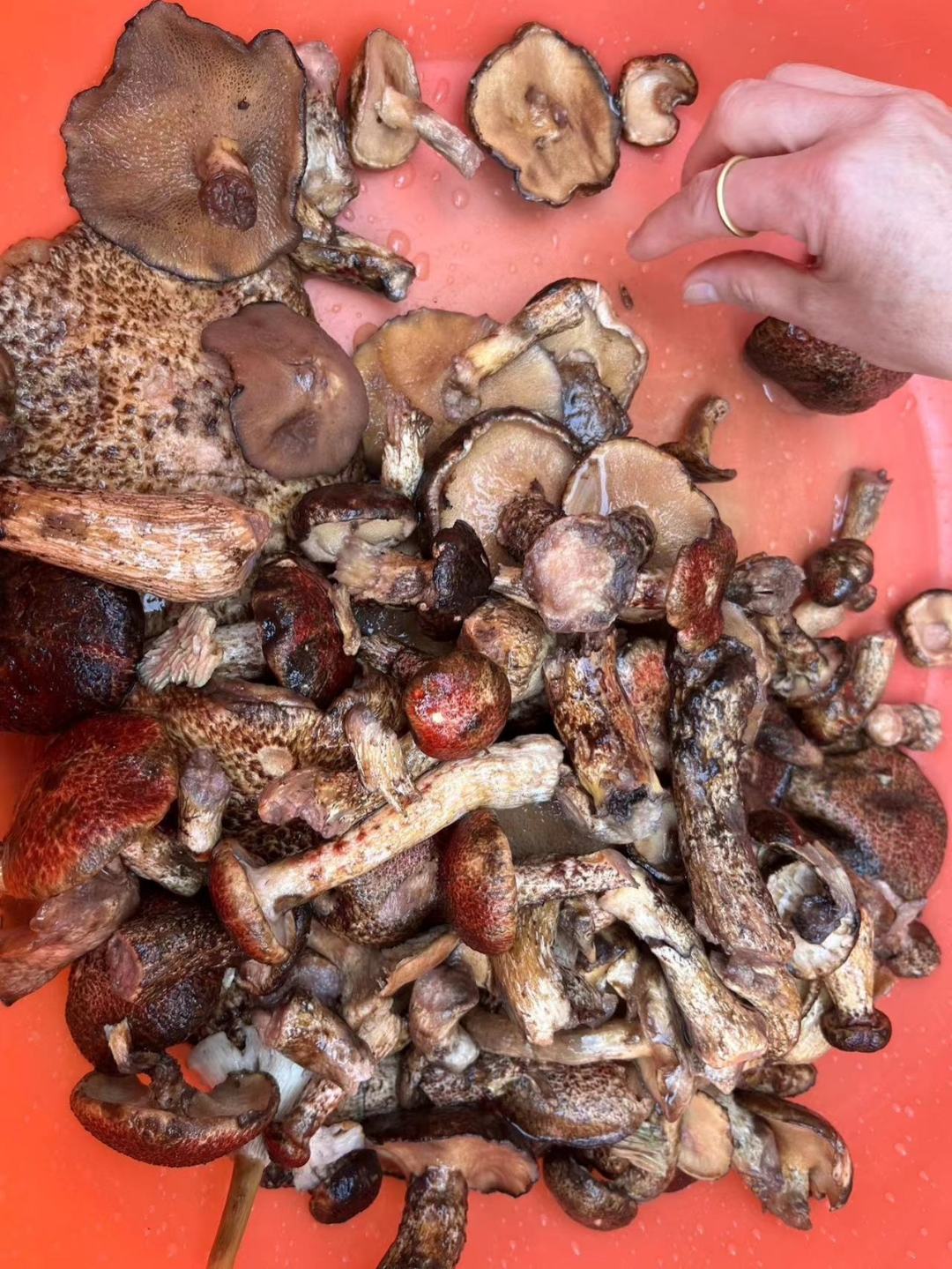 十几个人上山捡了近五个小时,才捡了这么多松毛菌,还别说炒出来的味真