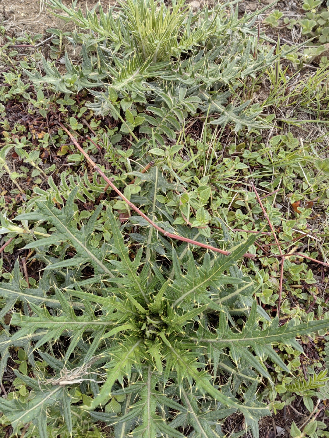 四川草药铁泥巴刺图片图片