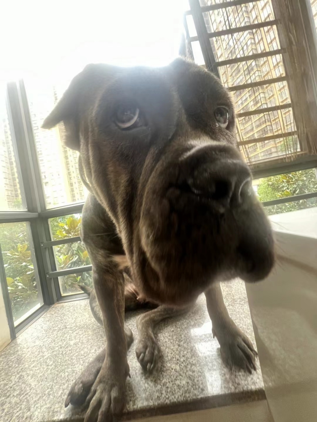 这狗狗是受了多大的委屈啊,这委屈的小眼神,感觉是生无可恋的样子,让