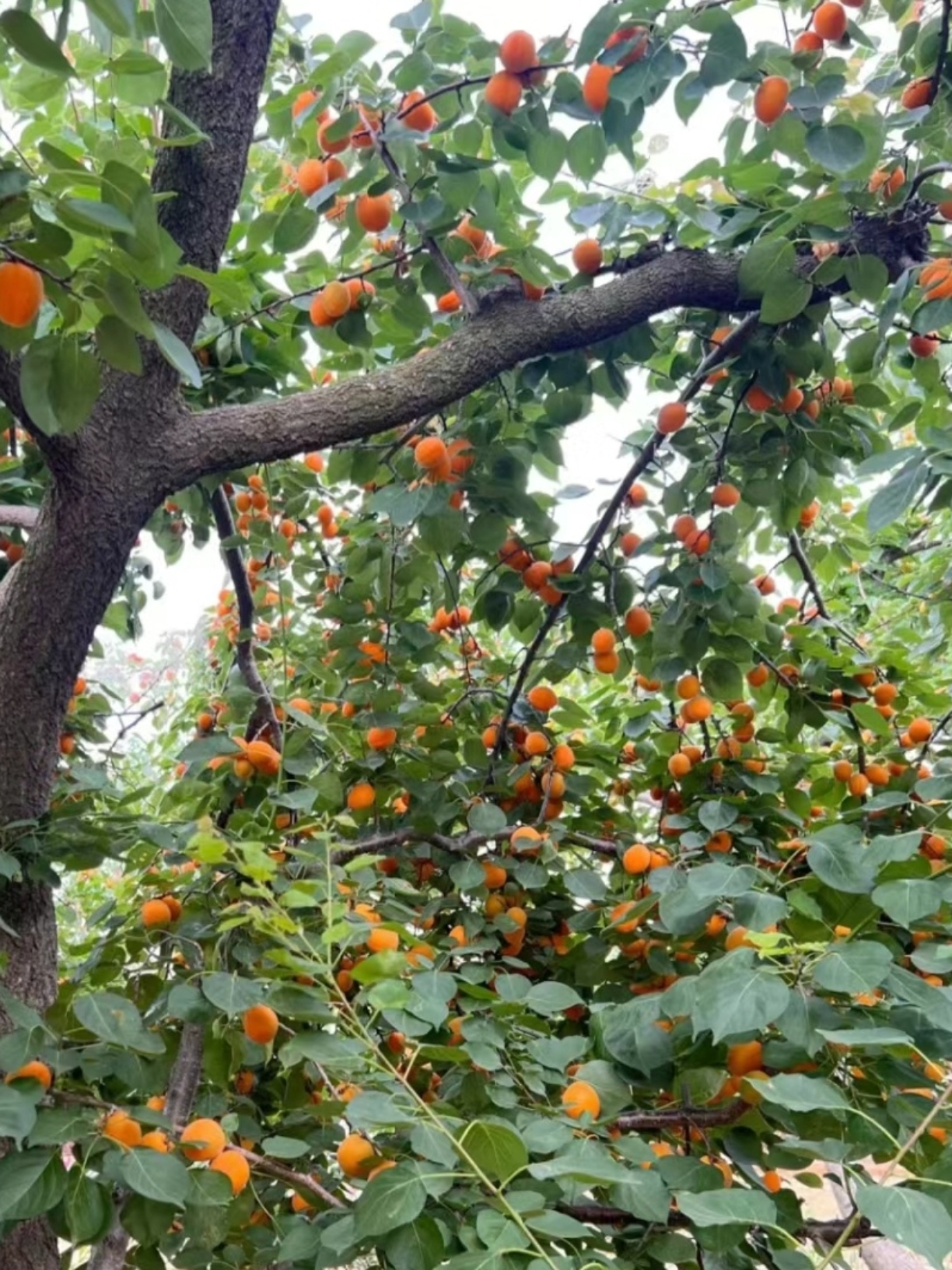 记忆中的小杏树都长这么大了,每年还是老样子,果子成熟的季节,亲朋