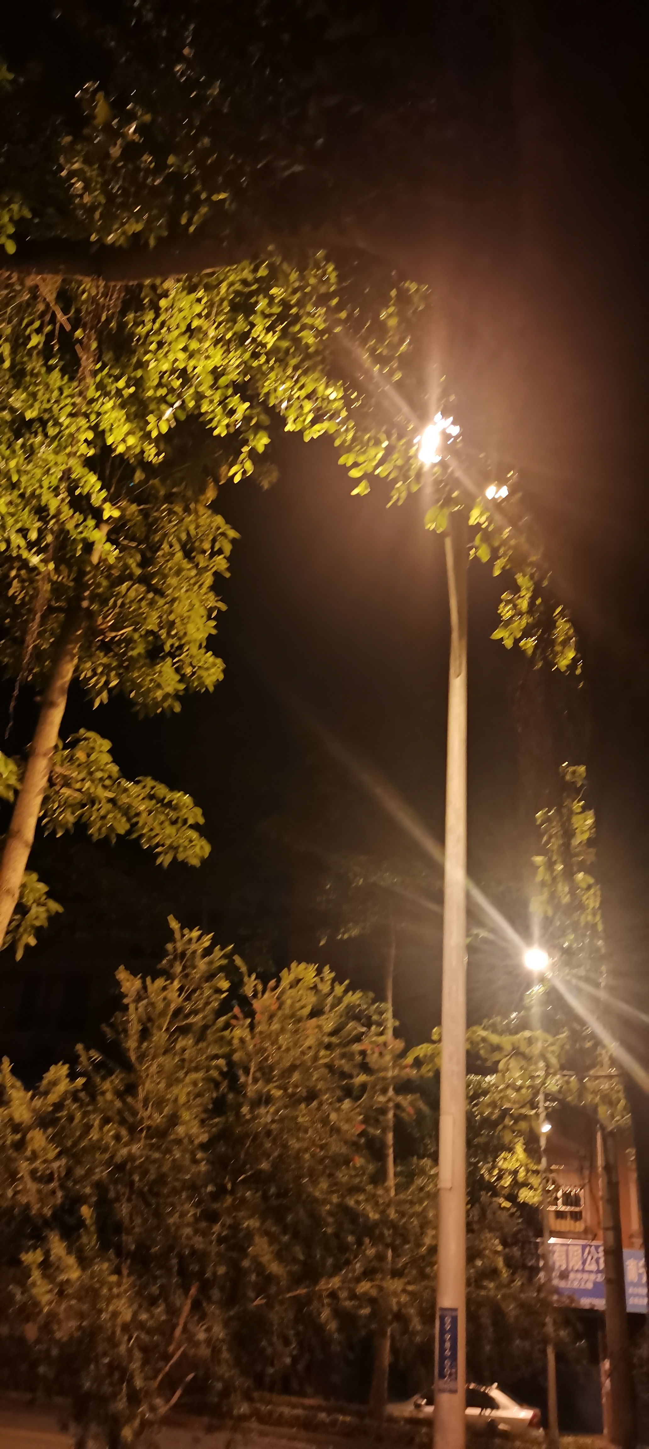 夜晚的道路里,街灯照亮了树梢,显得格外宁静