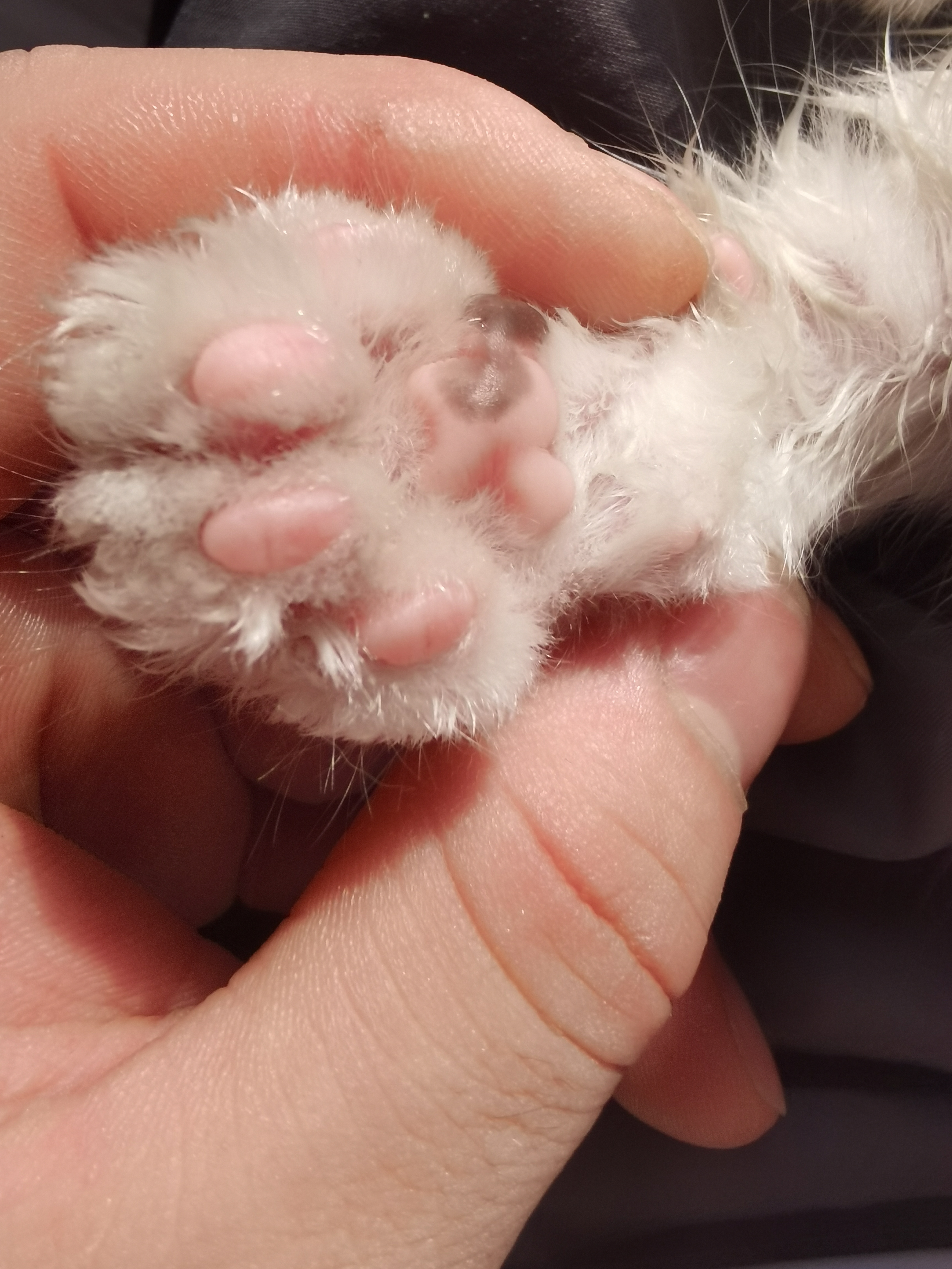 猫咪的小爪子,粉嫩嫩的,像是被春风吹过的桃花瓣,上面覆盖着柔软的