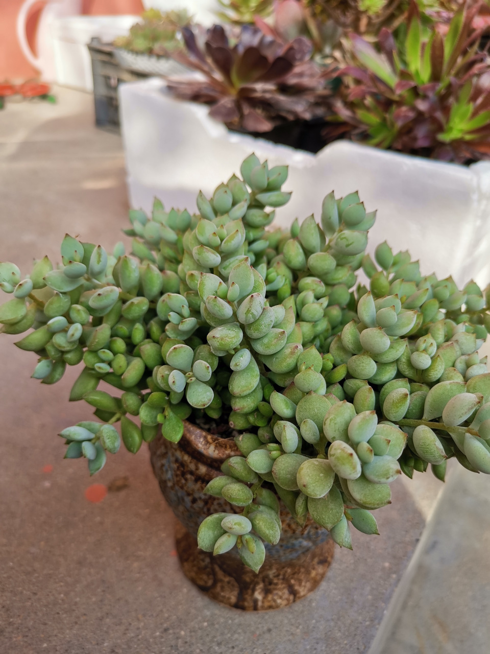 今天想说一说达摩福娘,去年被种草入手了这款多肉,到货后,已经被虐的