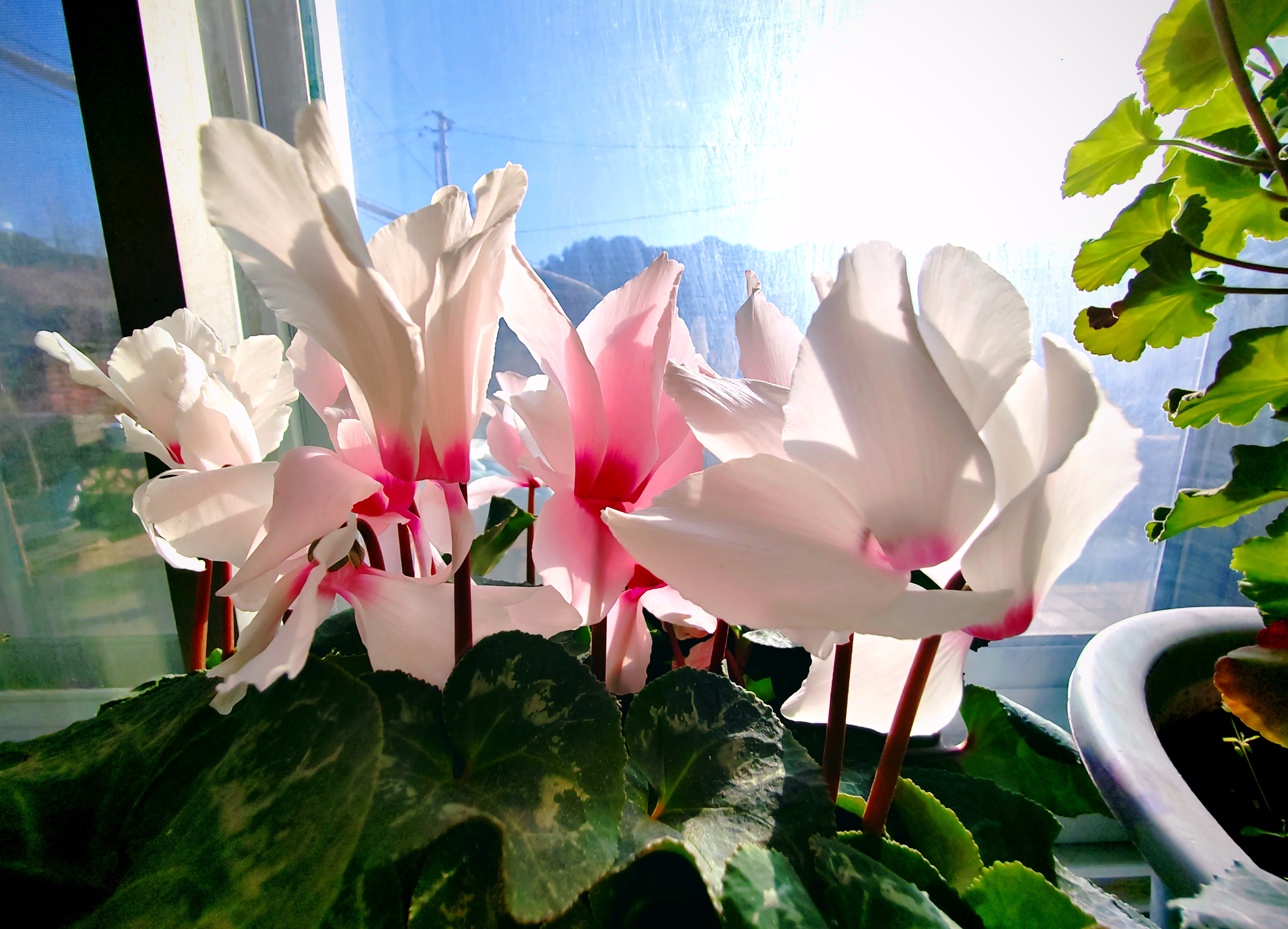 她就是仙客来,这种白色花瓣,粉色花心的仙客来还是不常见的,我们经