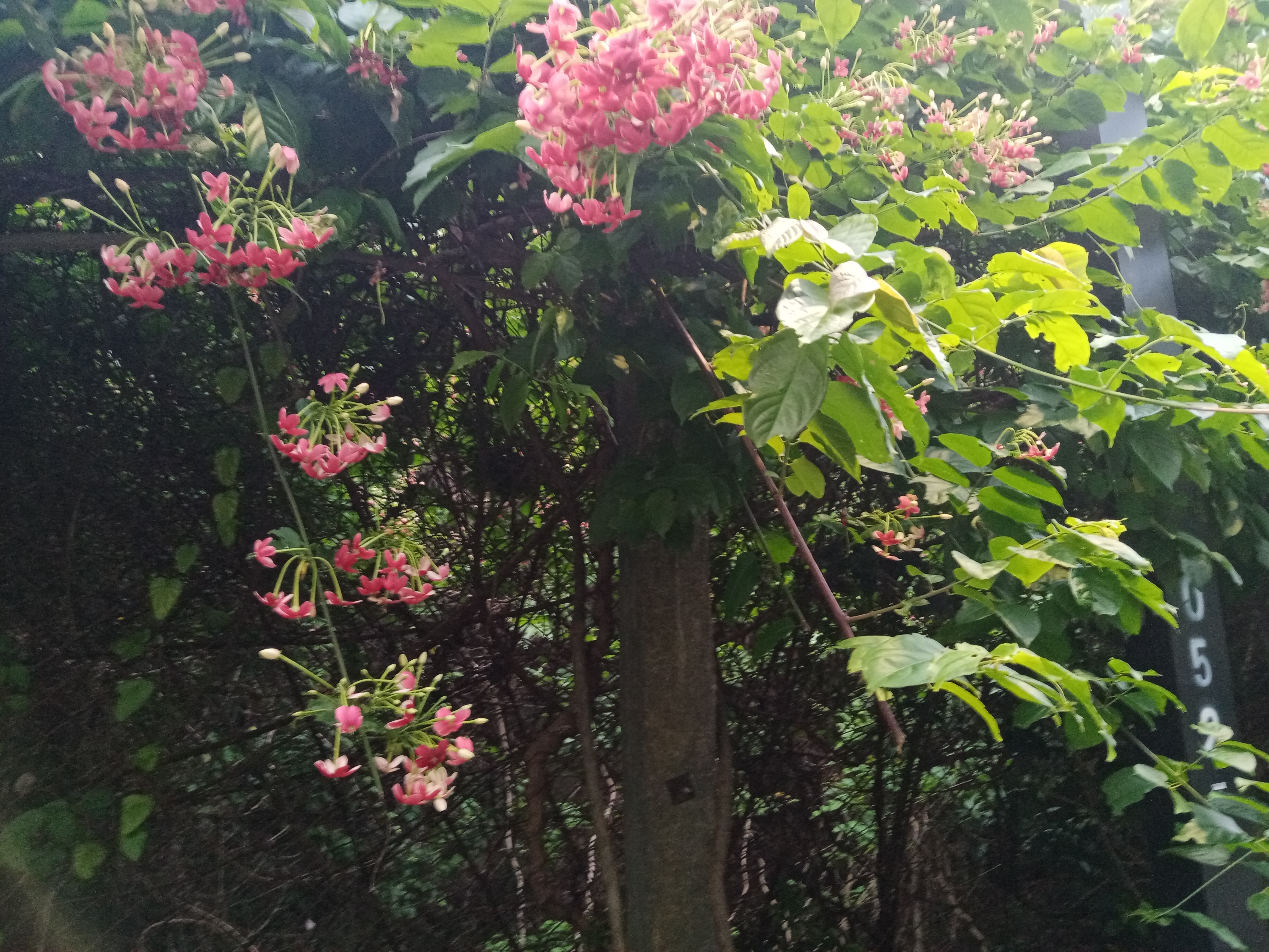 傍晚行走深圳梅林绿道,有暗香浮动,花香袭人,抬望眼,发现原来是路边的