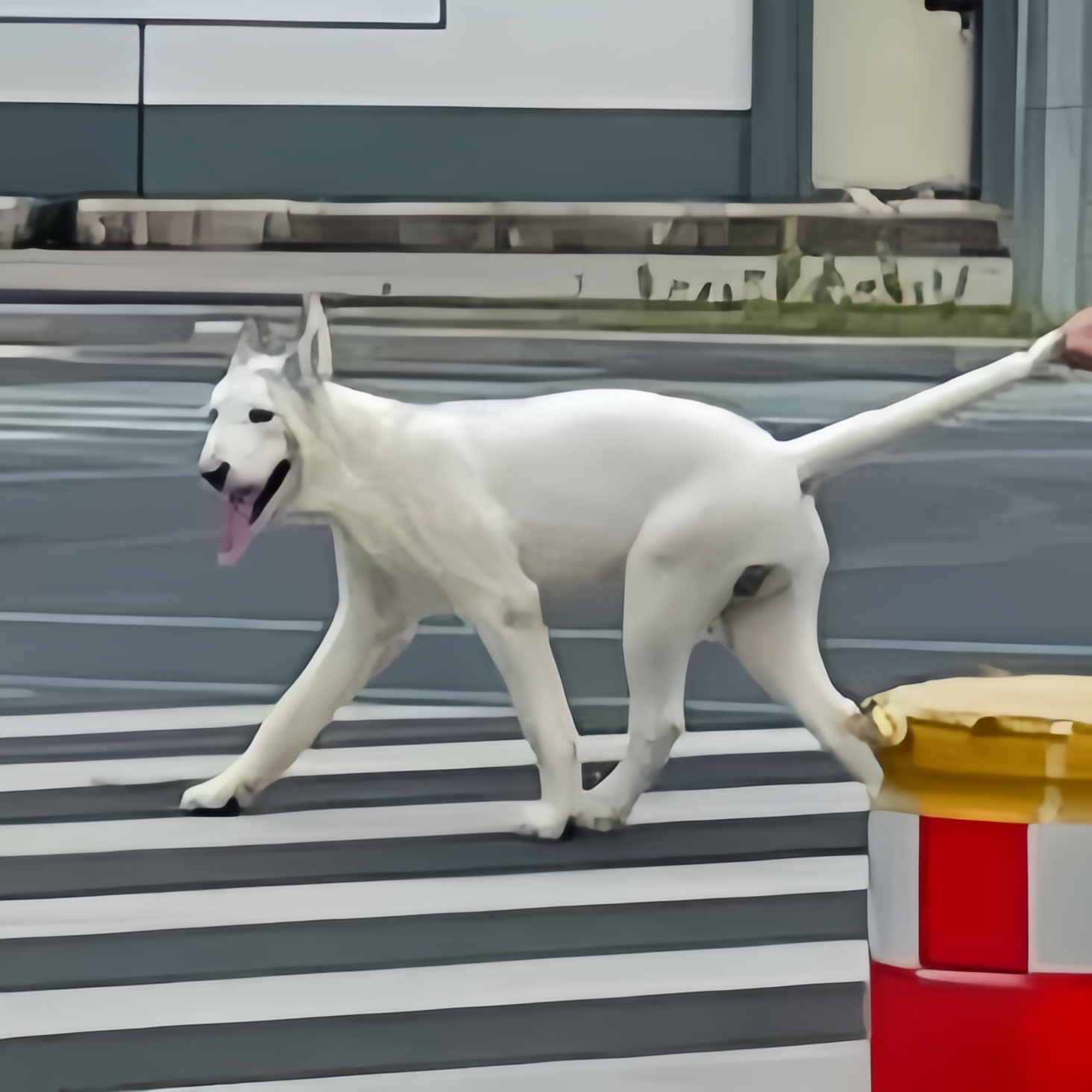今天在马路上散步,远远地看见一人正牵着一条大白狗逛街,大白狗乖巧
