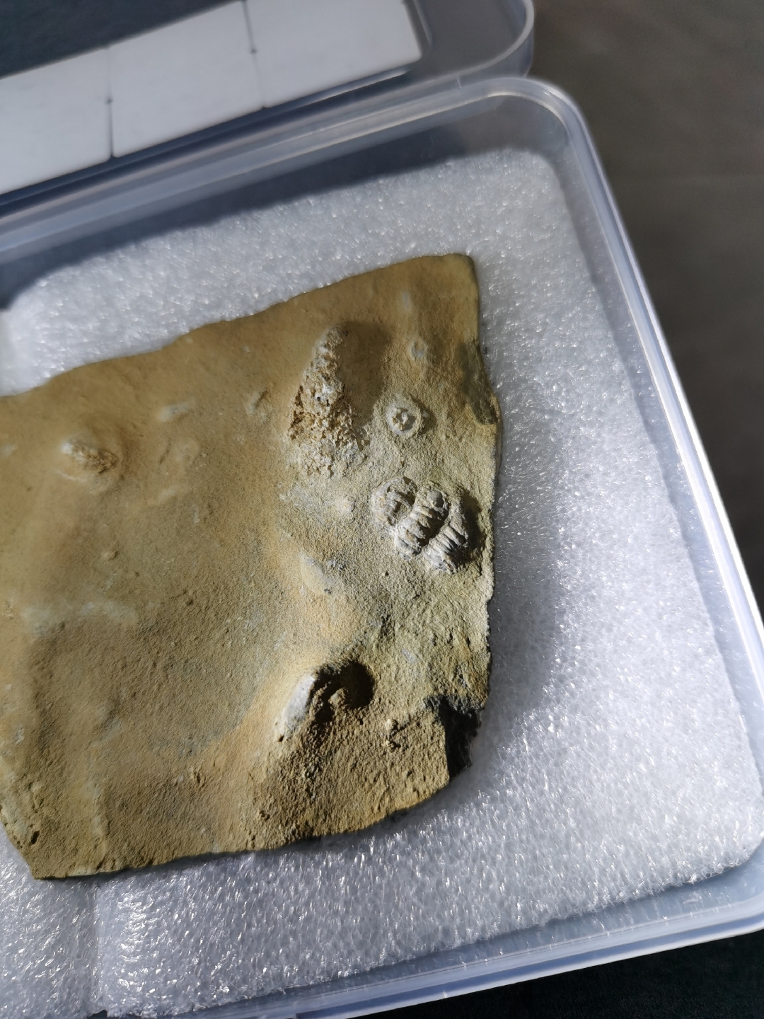 卷曲背壳的璞式蝙蝠虫