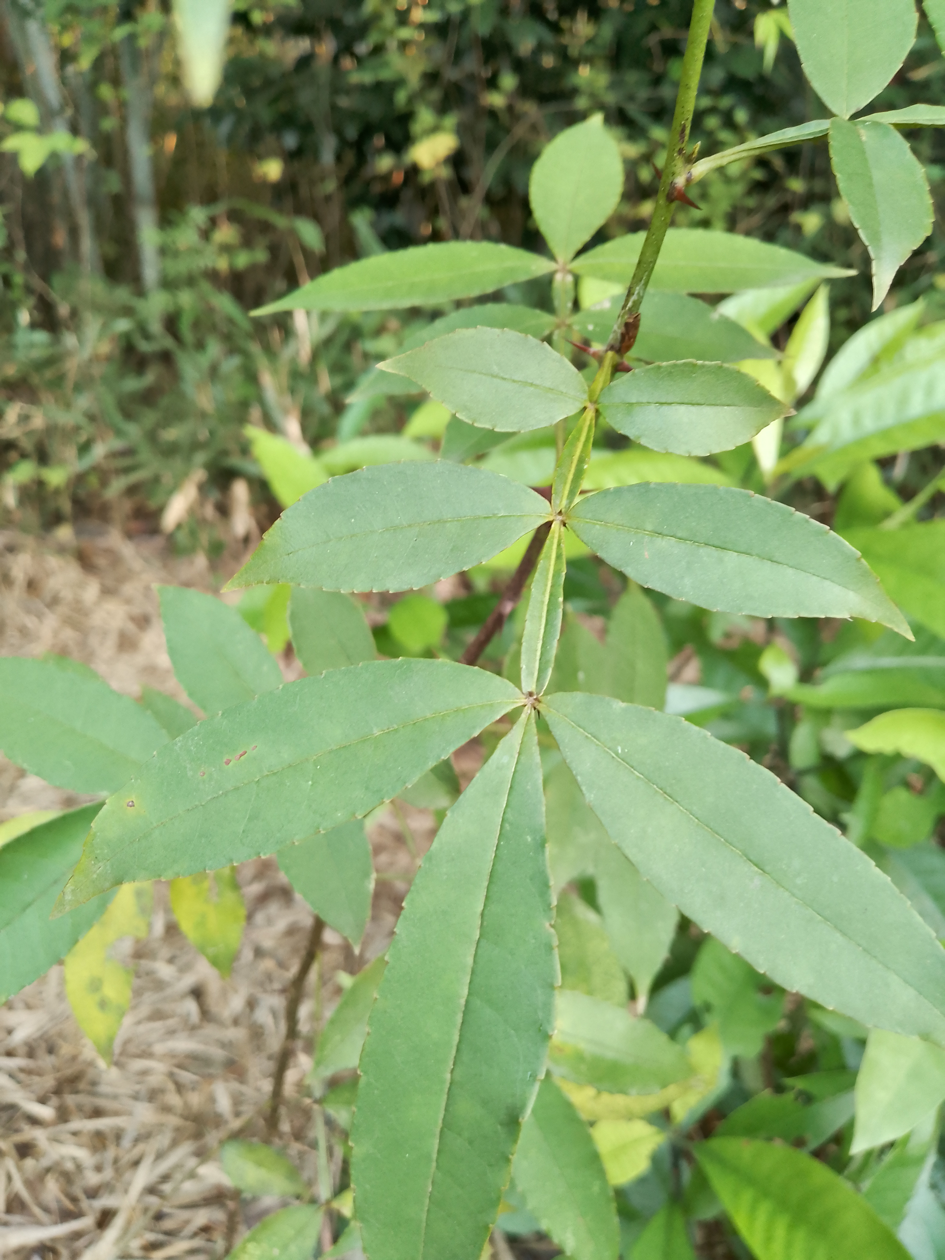 七子妹(坊间草药),鸭脚树(鸭脚蜂蜜的来源),清香桂花.
