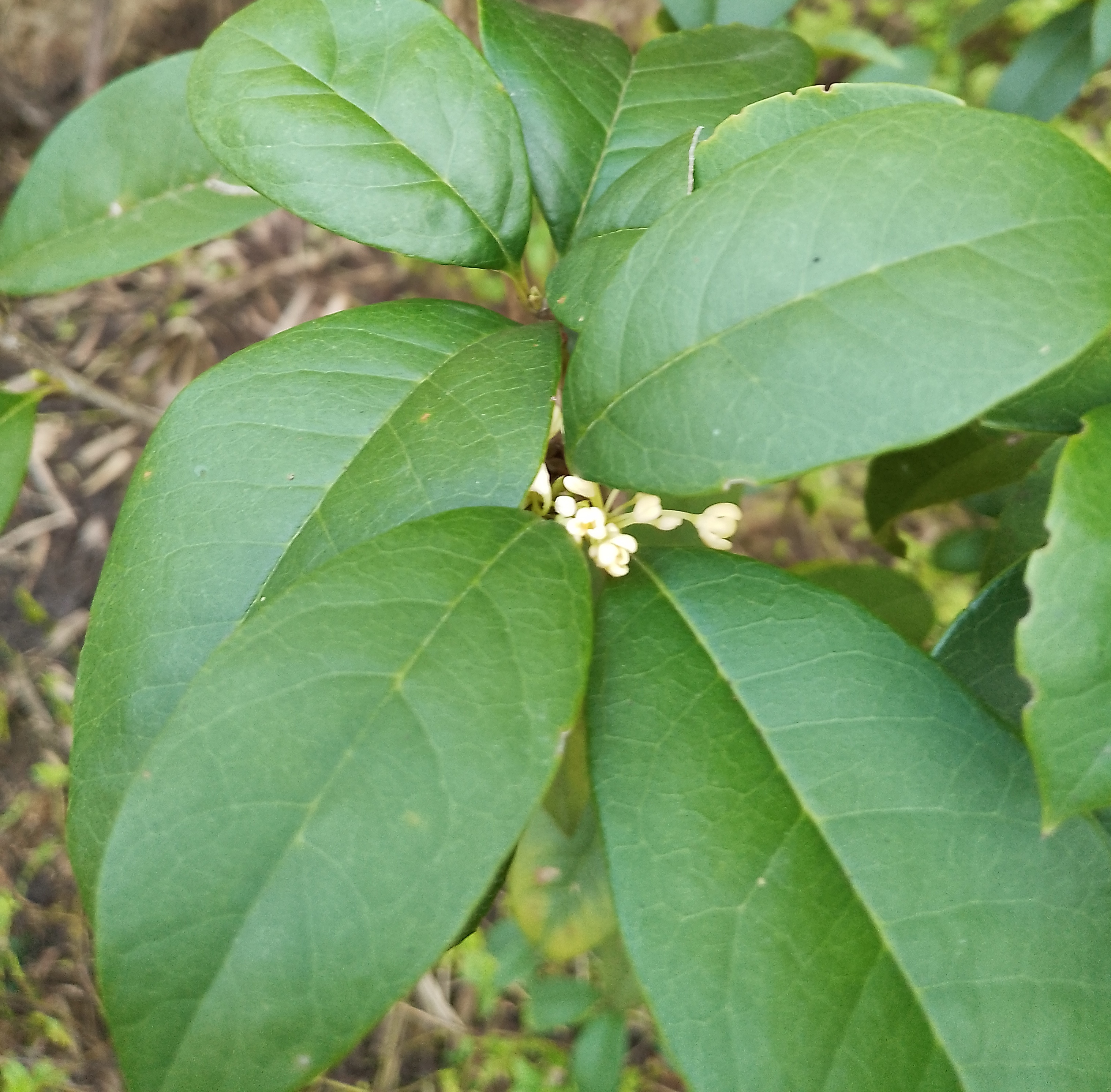七子妹(坊间草药),鸭脚树(鸭脚蜂蜜的来源),清香桂花.