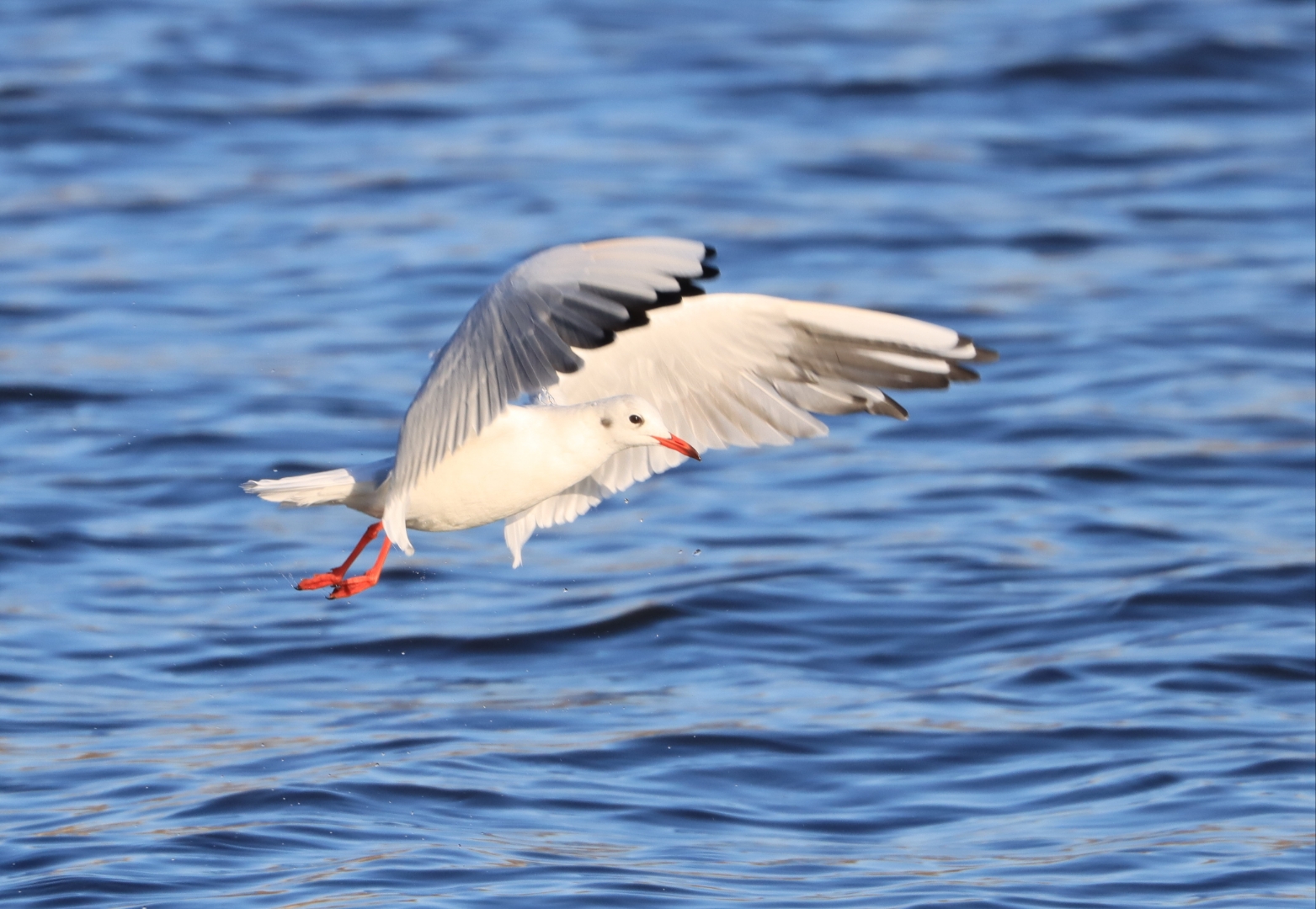 "蓝天下的那只海鸥,自由的翱翔在无边的天空中,它的身影在阳光下闪闪