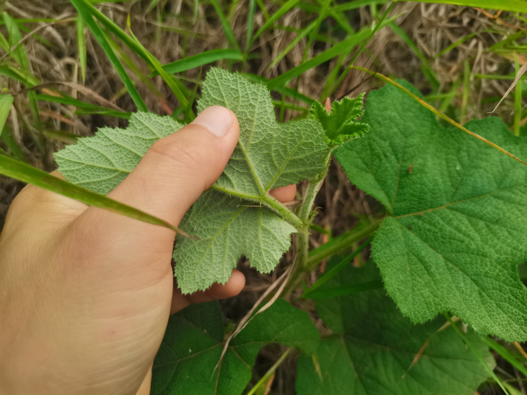 大叶蛇泡簕#暮春谷雨