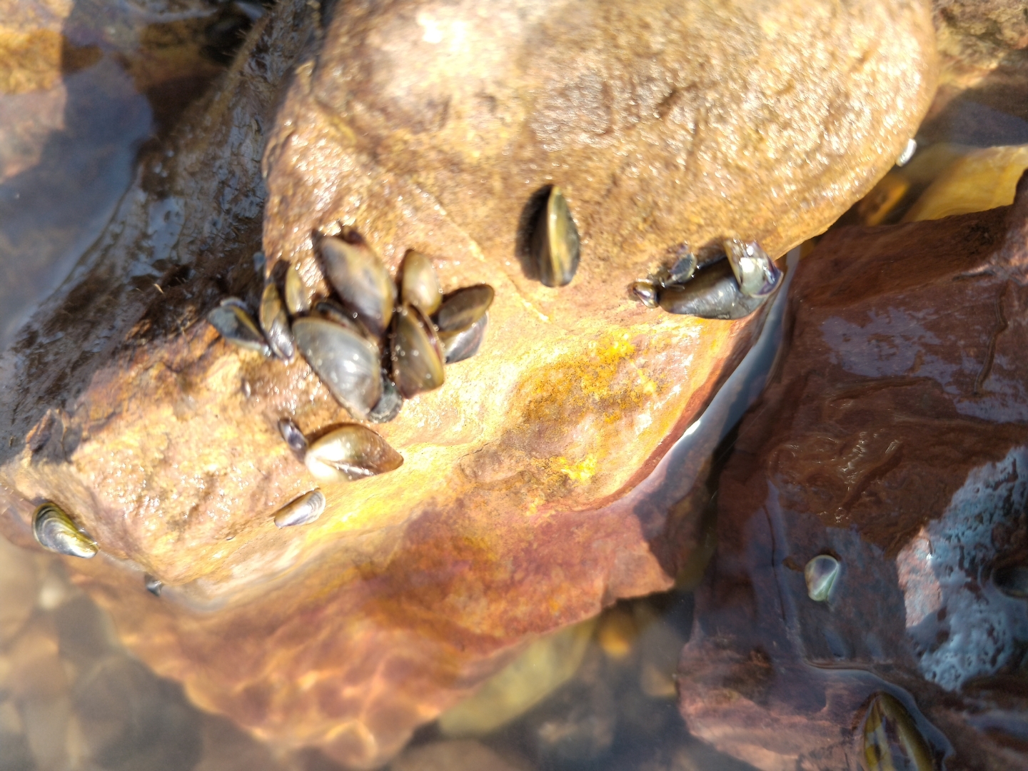 长江礁石上的小贝壳,随浪摇.@燕子葳蕤乔迓春的动态