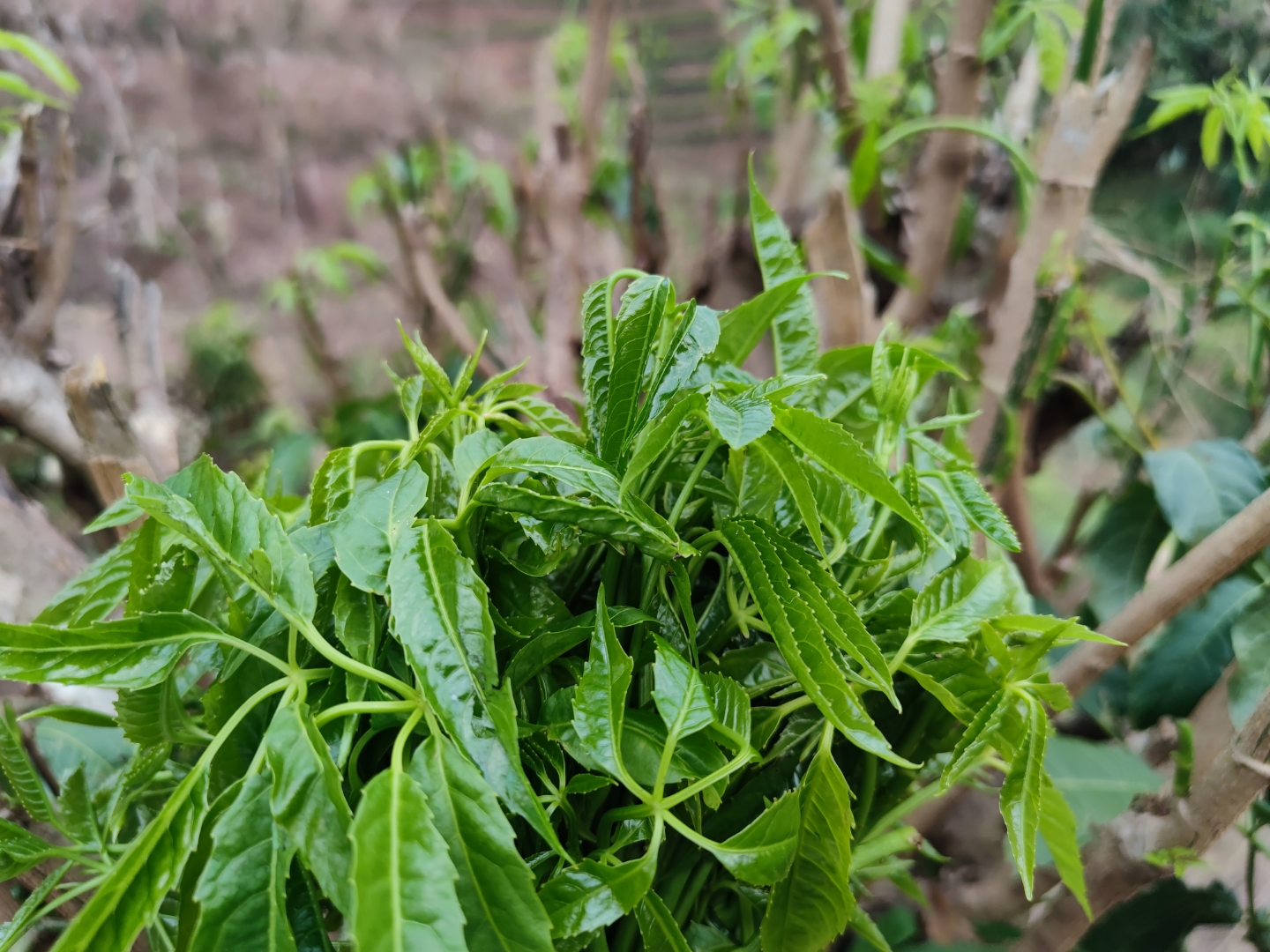 火莲菜又称之为鸡爪菜,春的气息#三农# #美食
