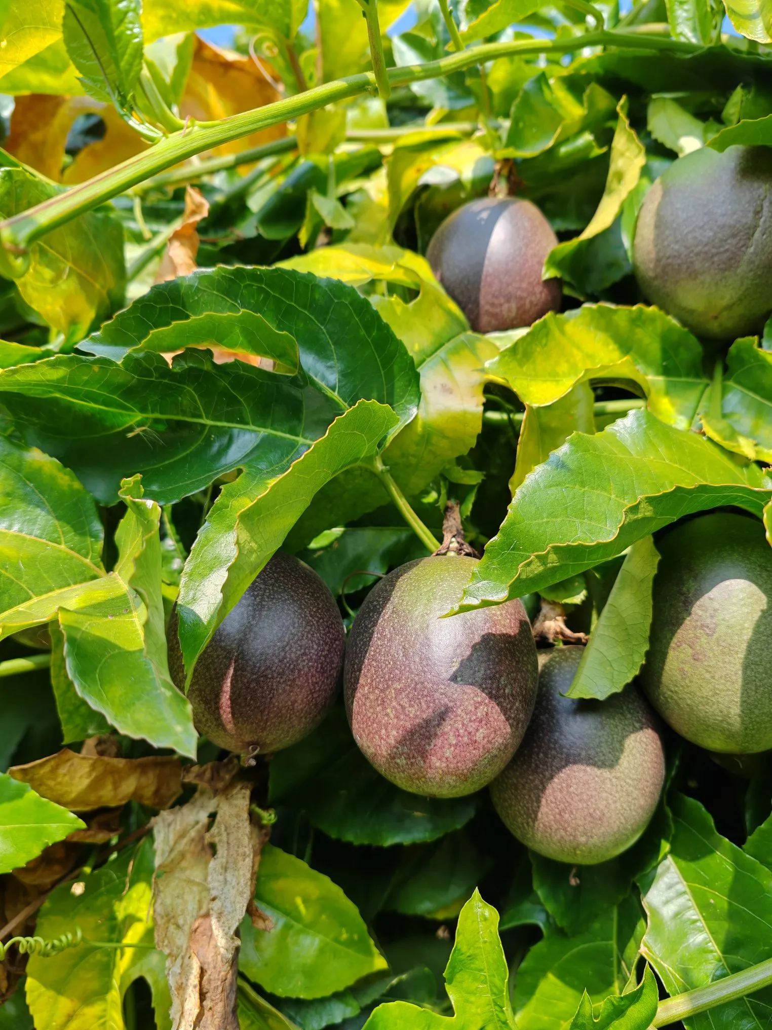 穿开裆裤时叫西蕃莲,长大点叫鸡蛋果,现在又叫百香