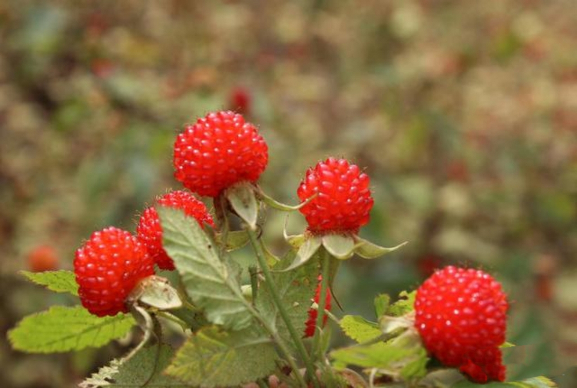 在春天里农村的路边,山脚下会有很多,感觉比现在水果店里的所有水果