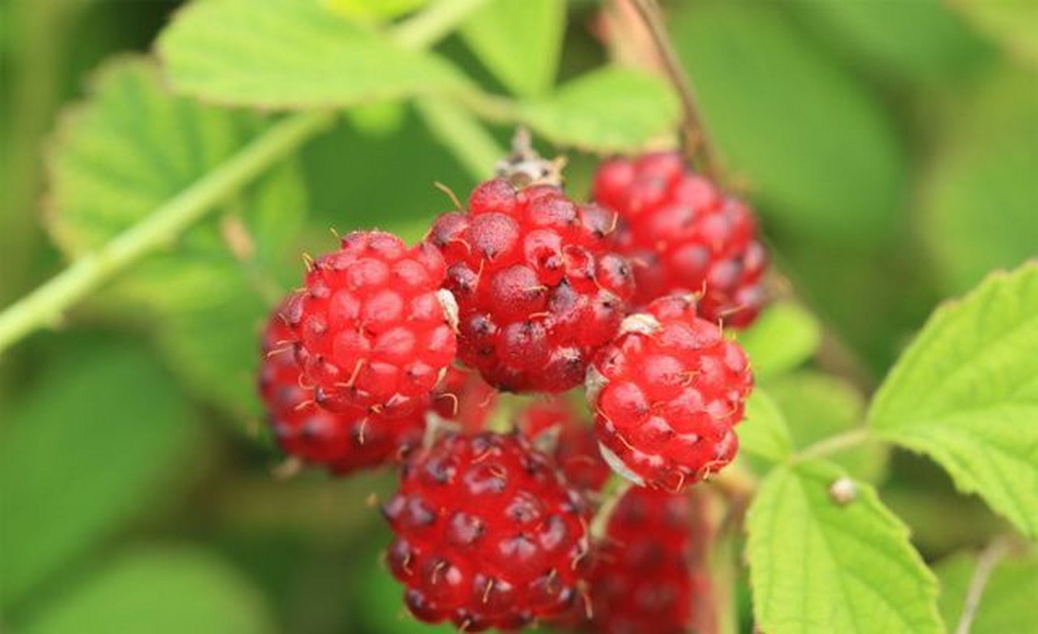 在春天里农村的路边,山脚下会有很多,感觉比现在水果店里的所有水果