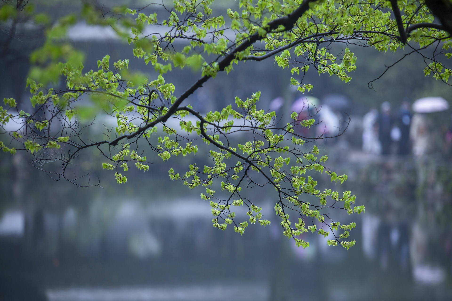 烟雨濛濛之中的拙政园更有江南诗情和意蕴.