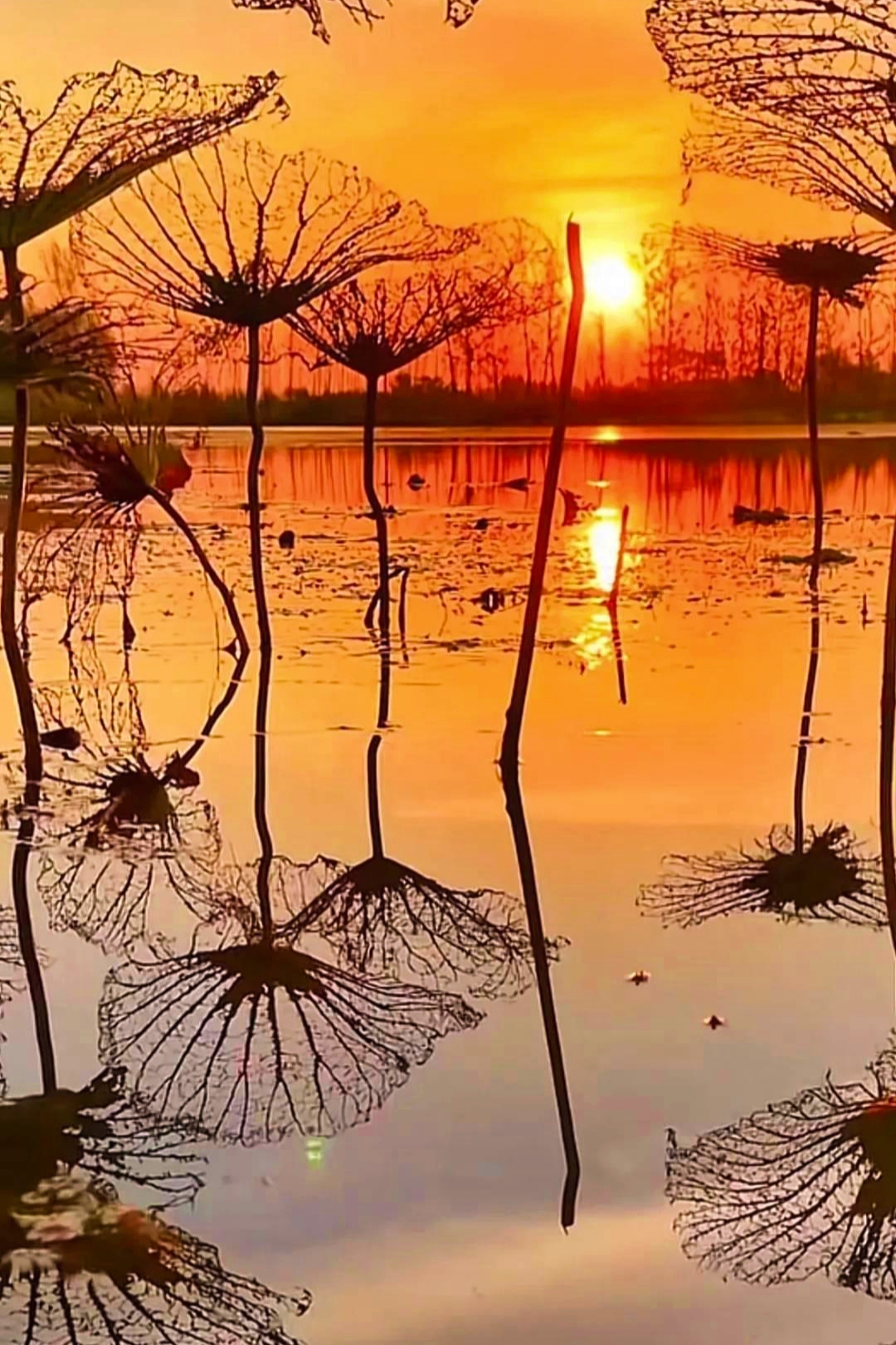 洒在湖面上像金色的绸缎一样波光粼粼,映照着那些依然坚强绽放的秋荷