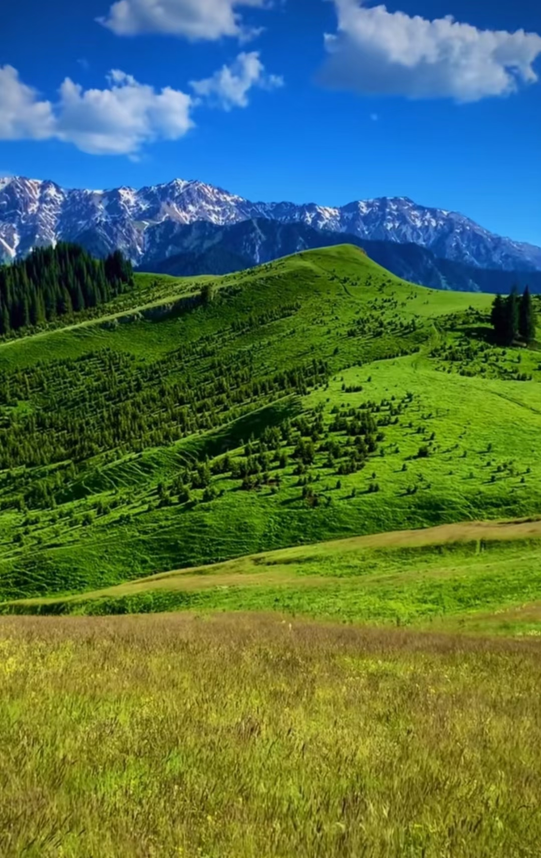 西部青葙|梁文源:空中草原喀拉峻(诗书画)  空中草原喀拉峻(诗书画)