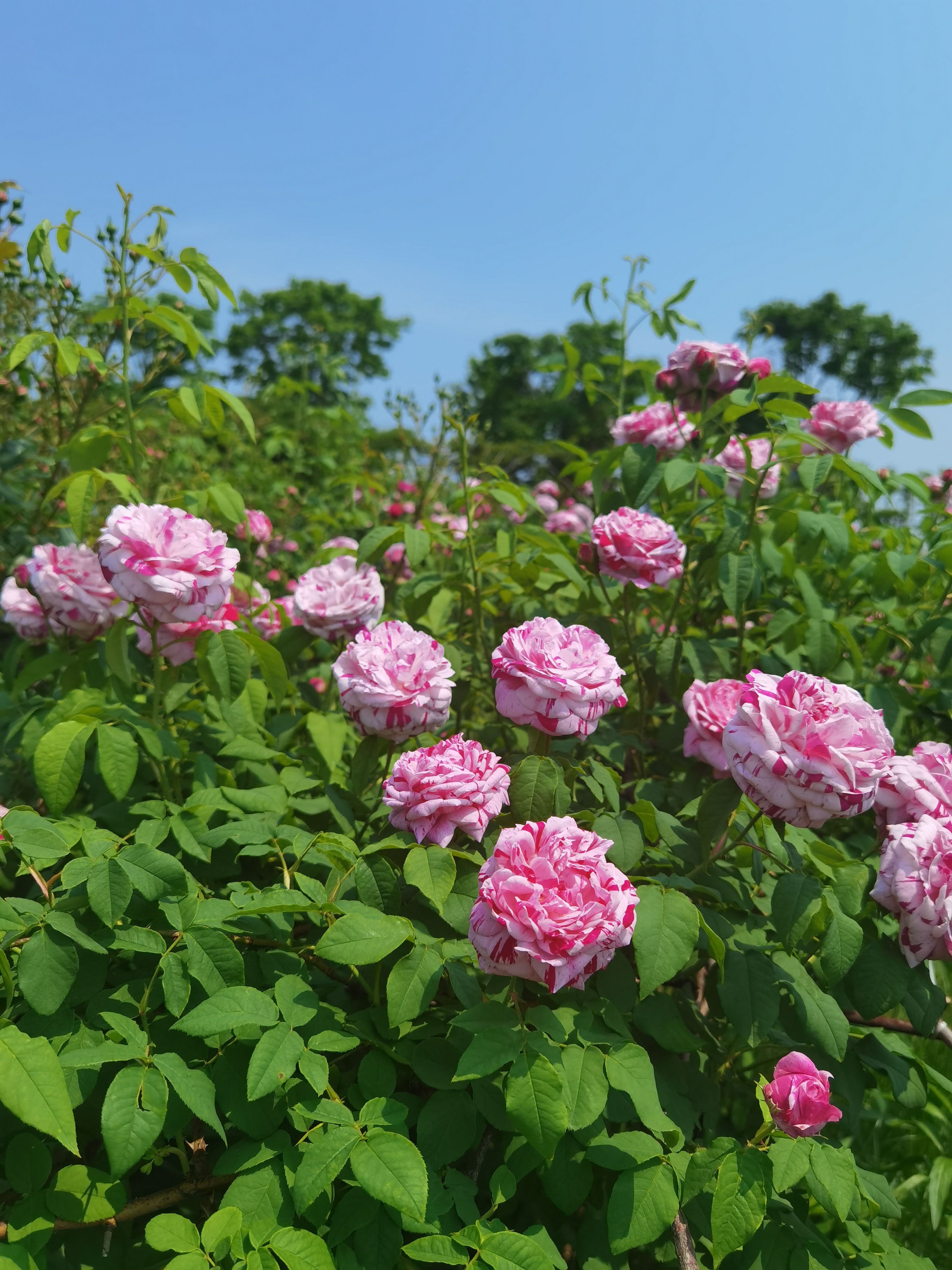 春天百花图片大全图片