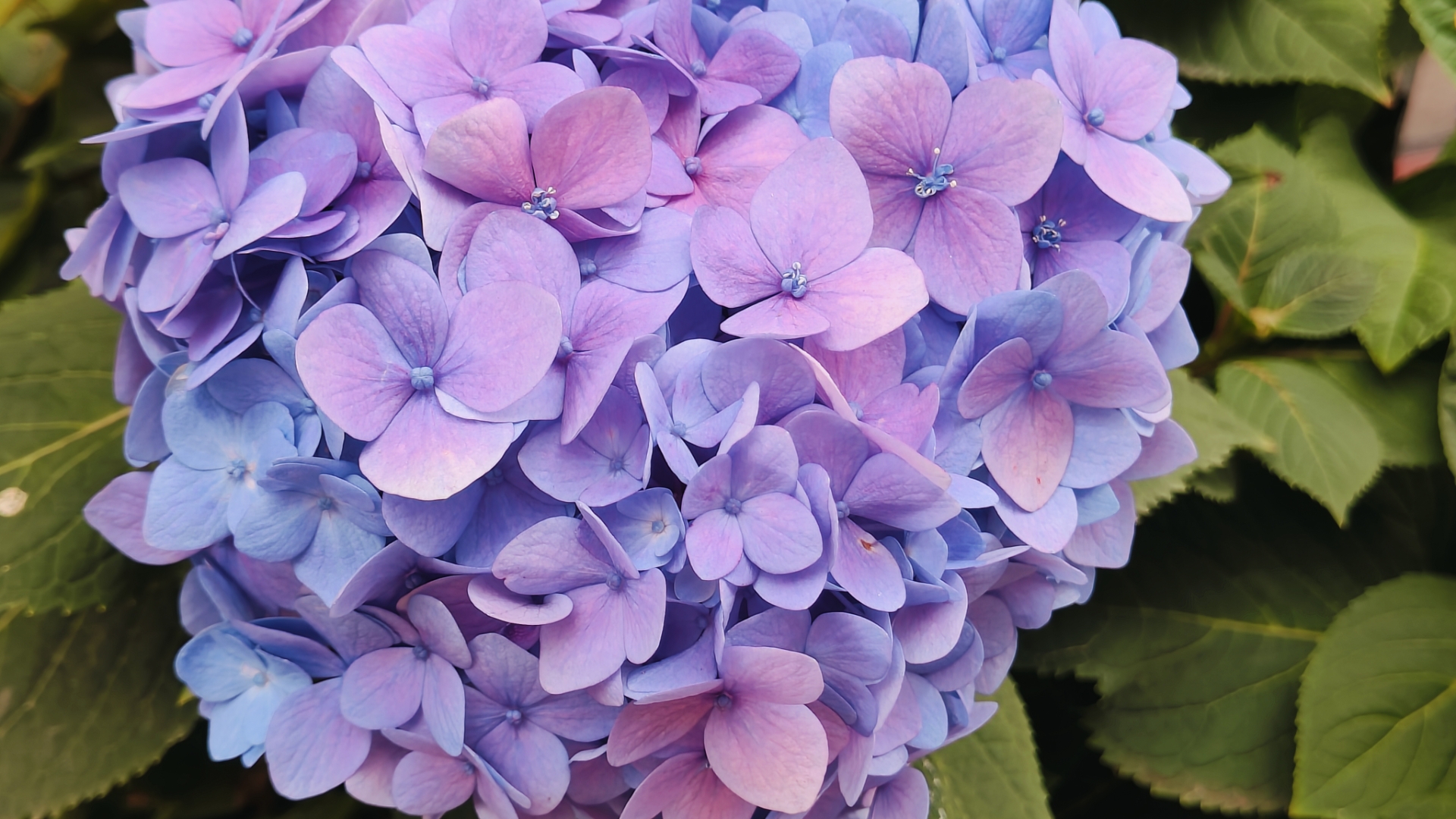 绣球花,蓝色的梦境与紫色的浪漫交织,宛如大自然的调色盘🎨.