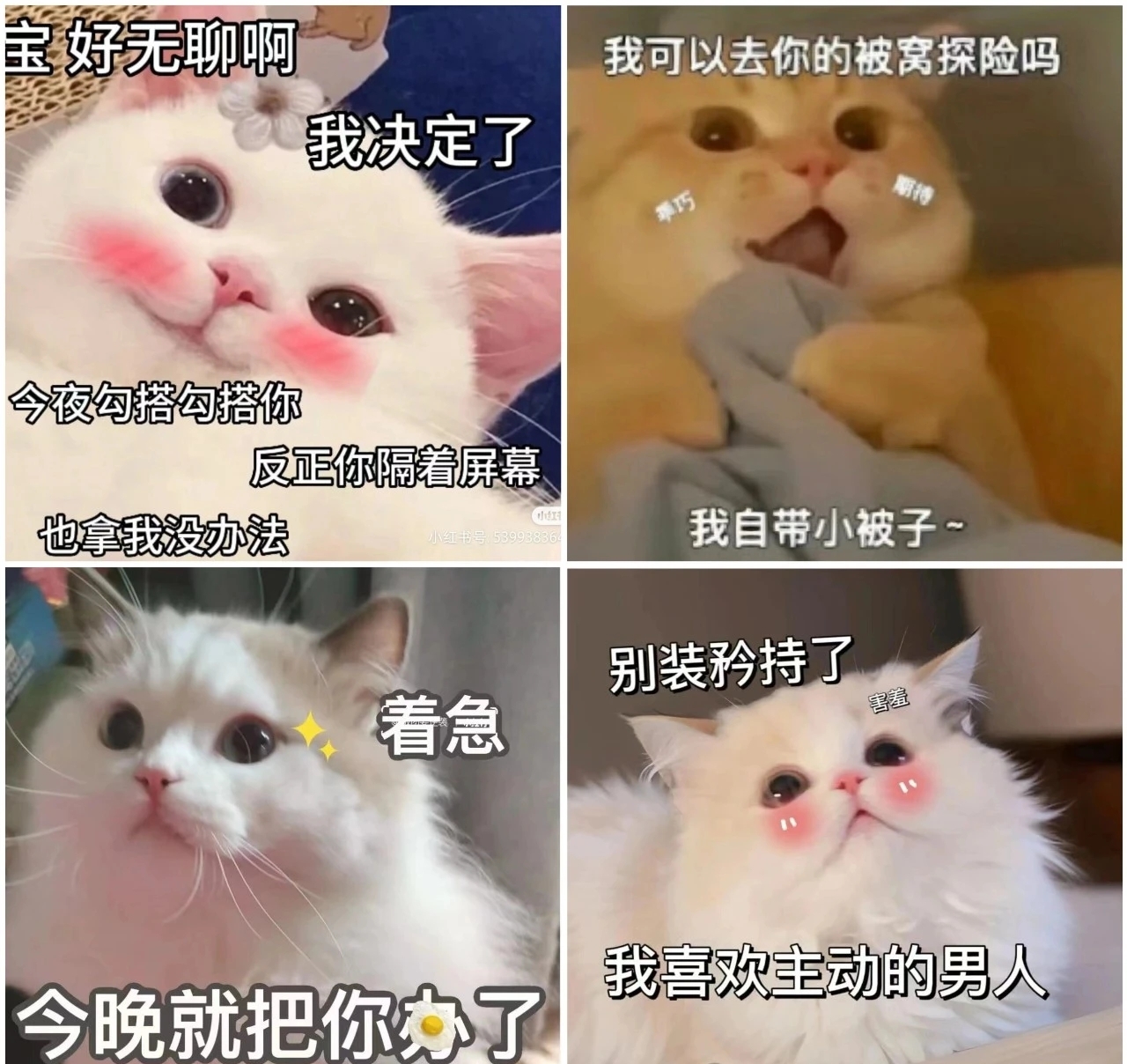 喵咪之间的对话能笑死人,它们之间关于爱情,亲情,友情以及日常聊天都