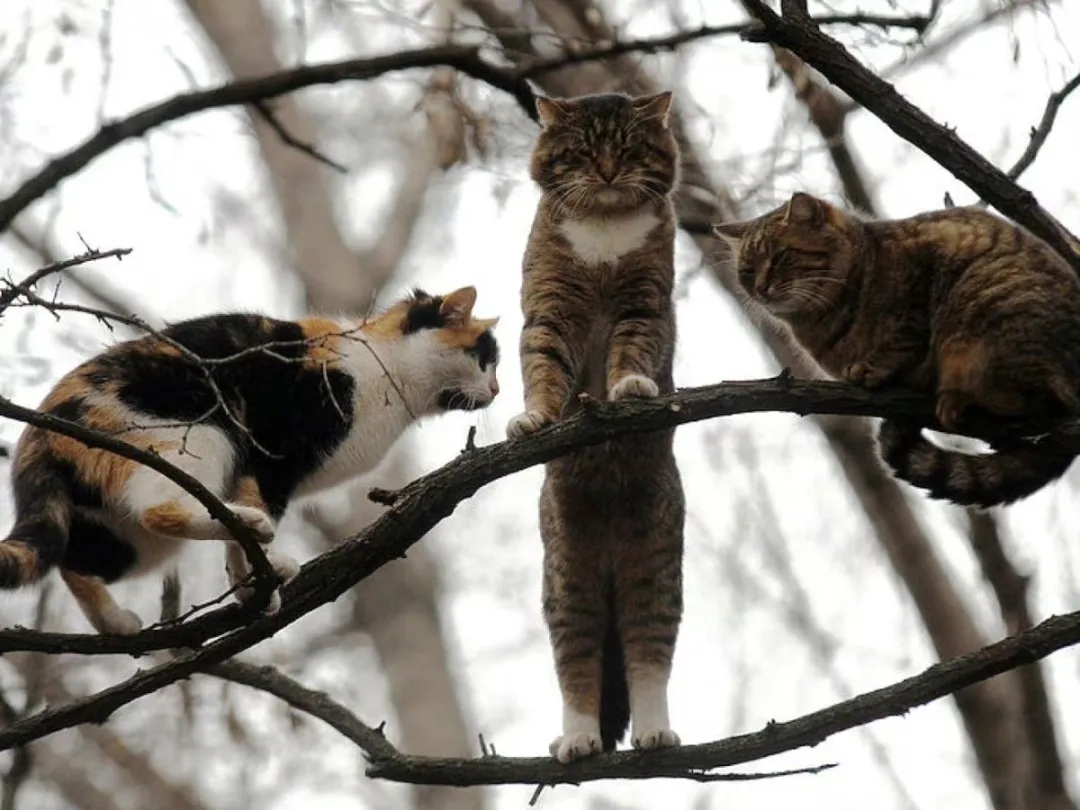 春节宅家计划# 猫咪是群居动物还是独居动物呢,我个人觉得是群居动物