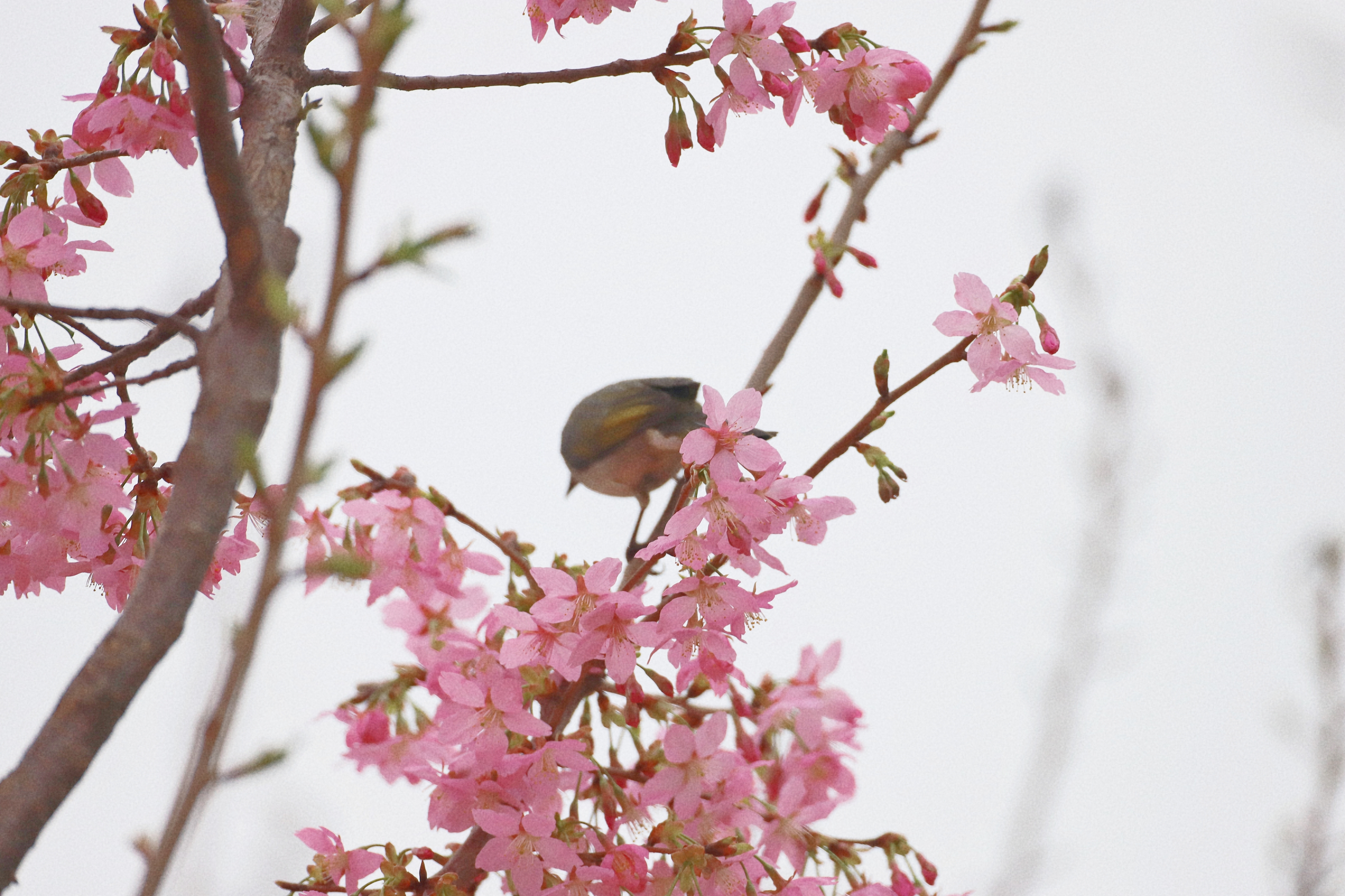 【神秘小黑鸟】  偶遇这只小黑鸟,它静静地站在枝头,头部,背部和翅膀