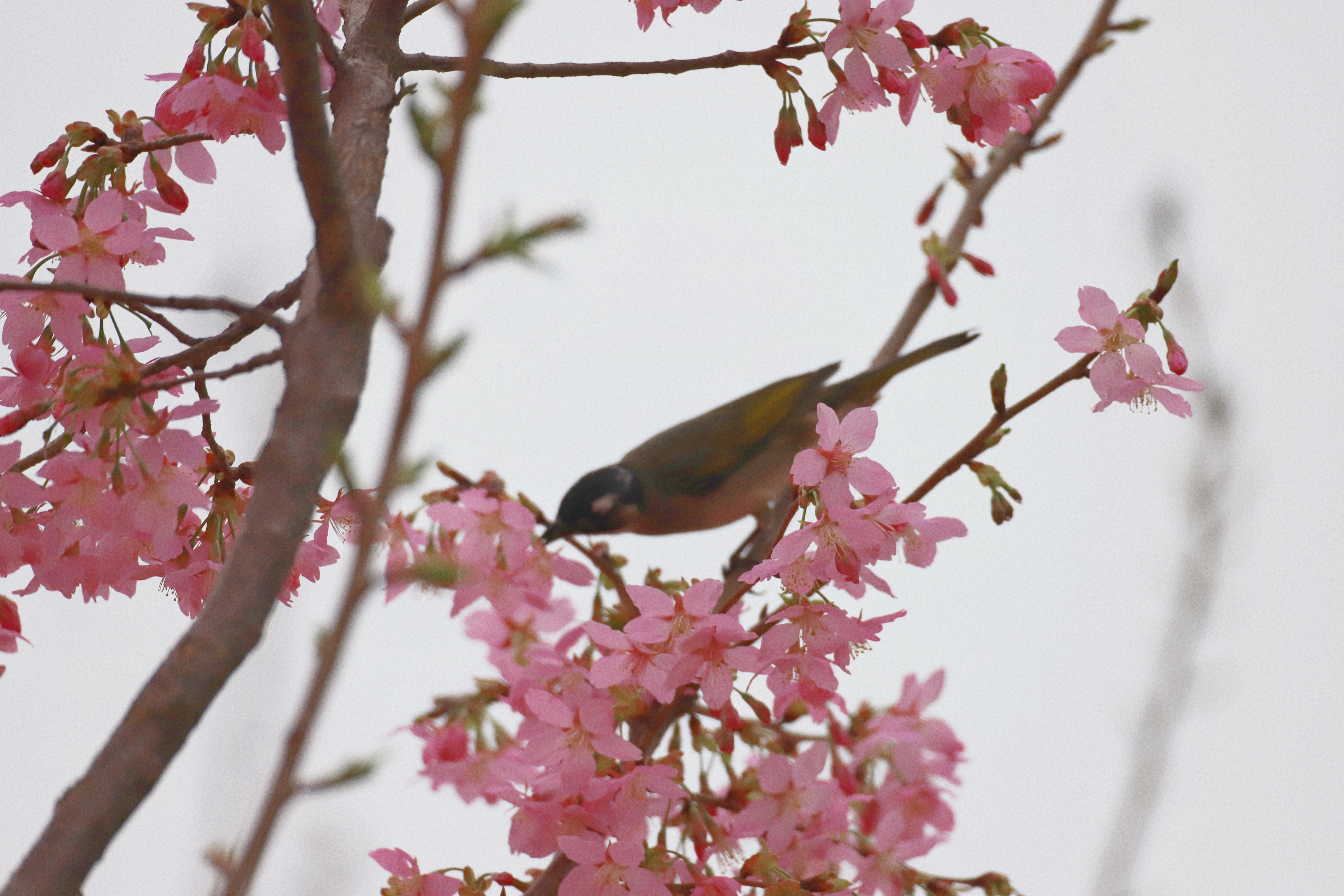 【神秘小黑鸟】  偶遇这只小黑鸟,它静静地站在枝头,头部,背部和翅膀