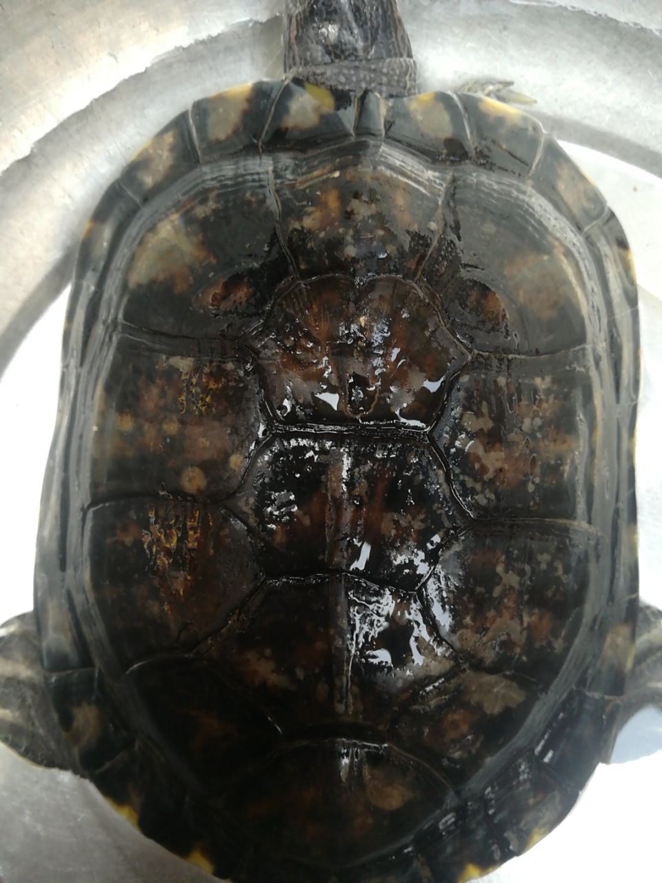 我家龟背部花纹有点异常,是不是生病了?