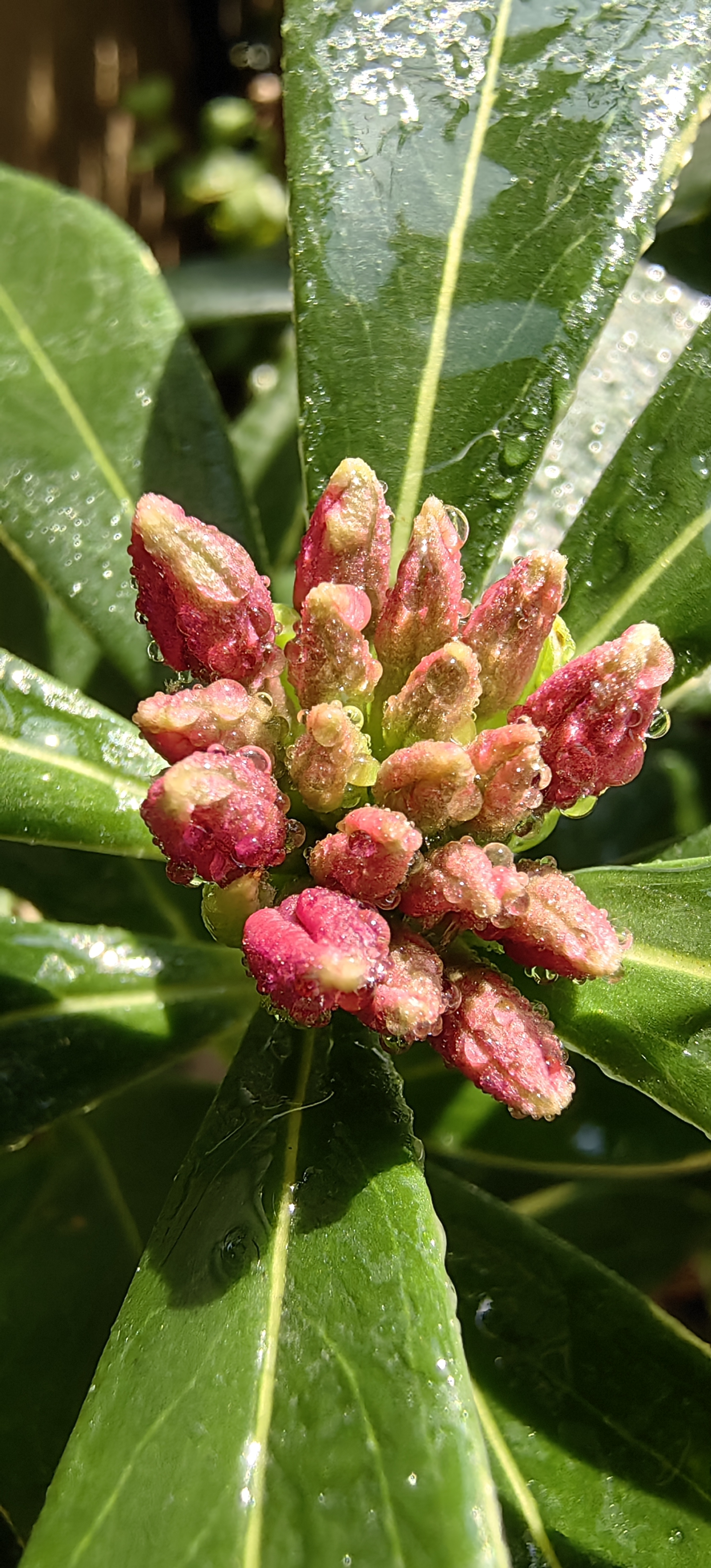 瑞香花真实图片