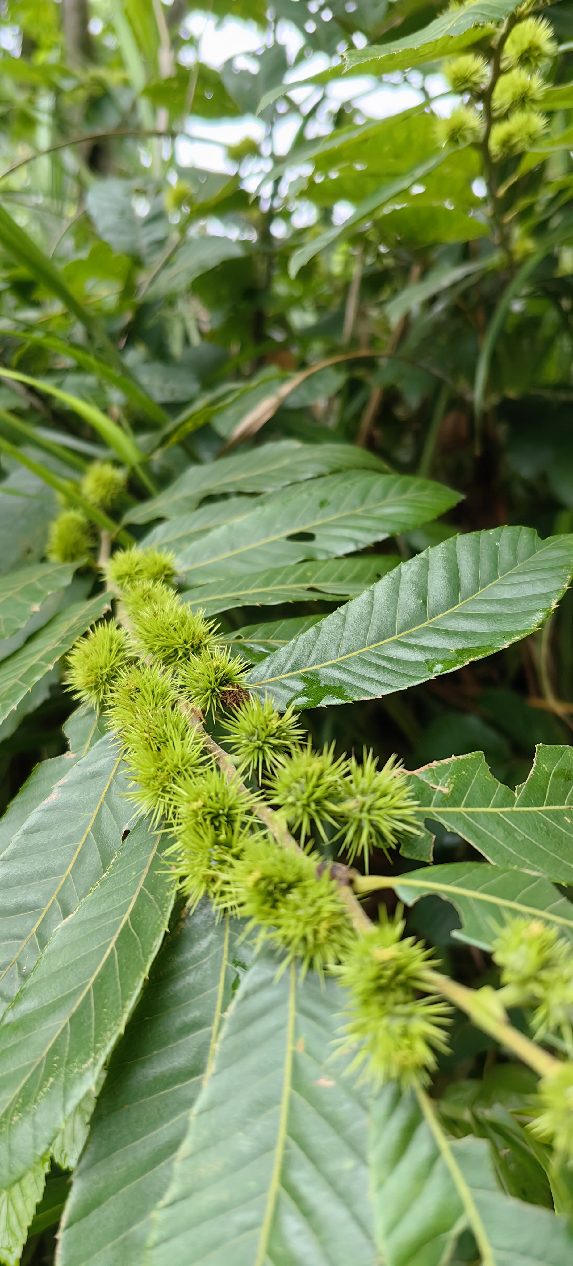 毛栗子 大山上的野生植物