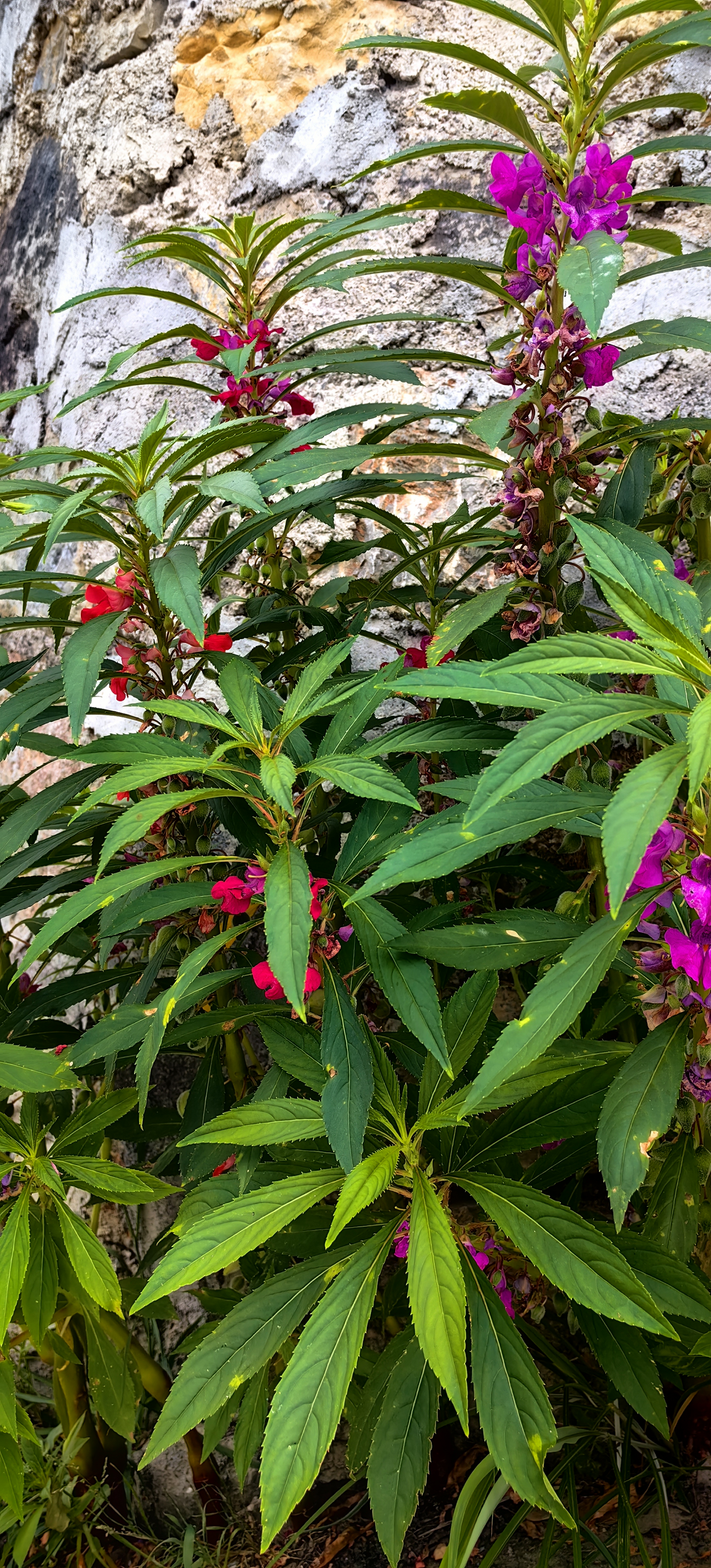 七十年代家家都种的花 凤仙花