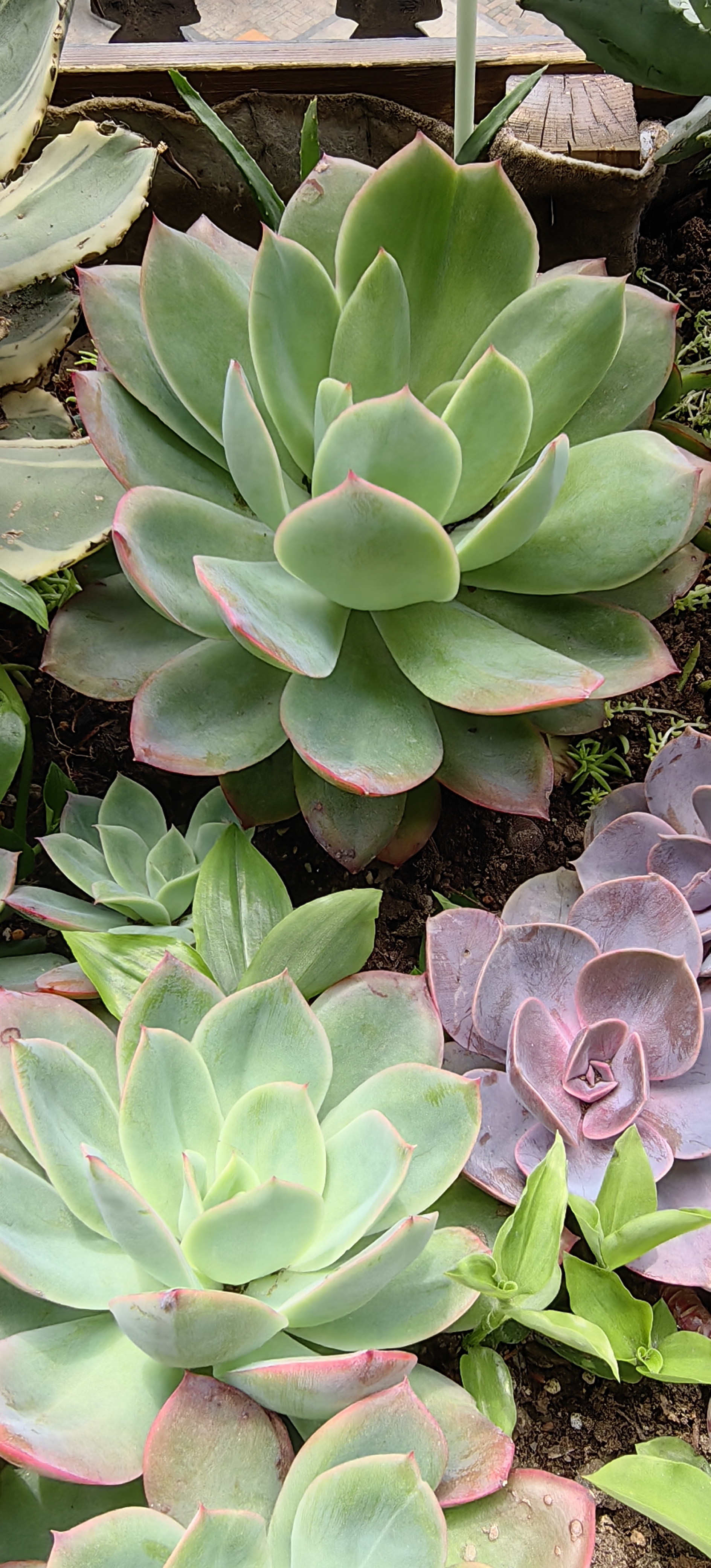 经过南方最冷冬天(三次下雪和冻雨),近来春雨绵绵,雨露滋润的多肉植物